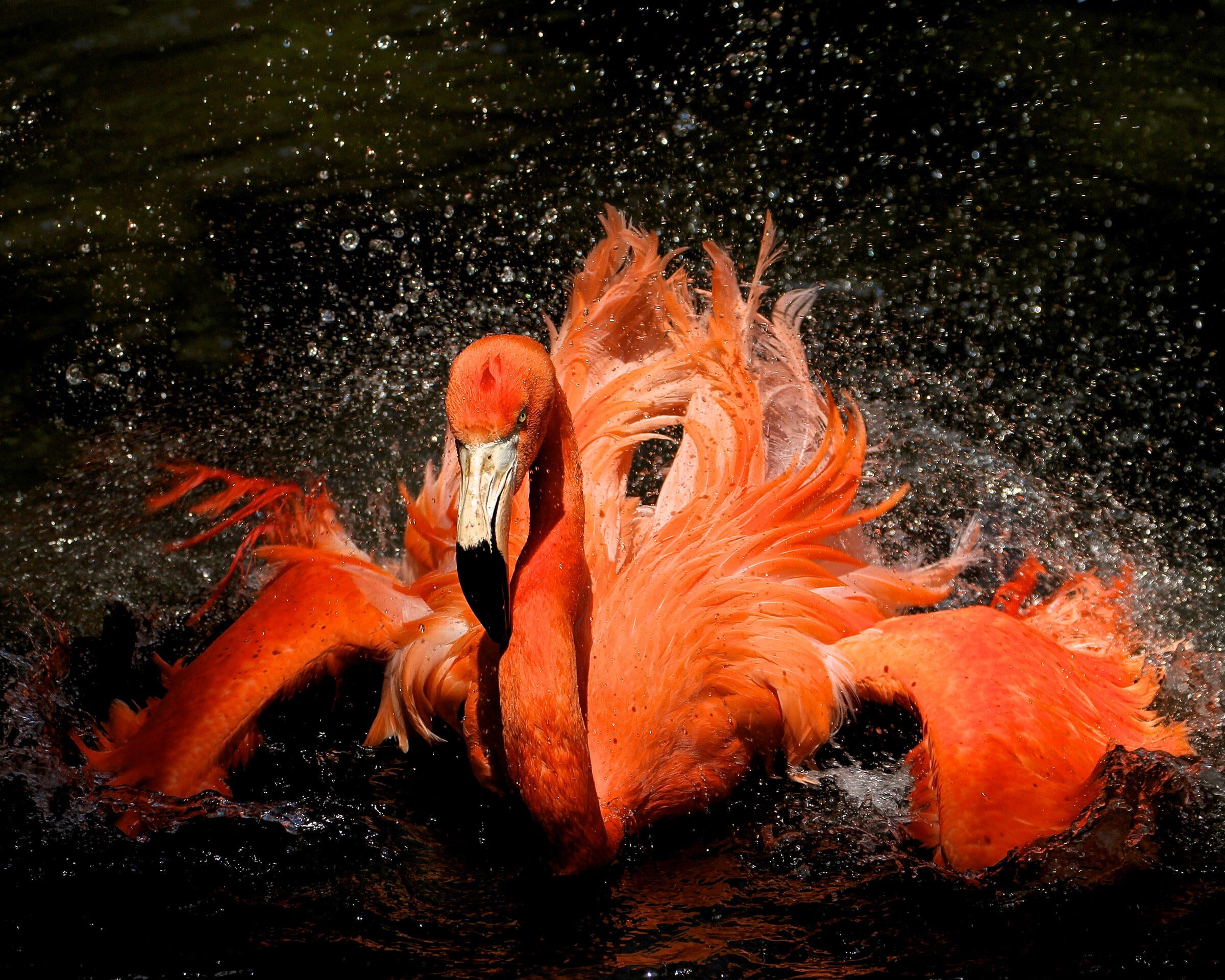 American Flamingo/Amateur Category. Ken Mirman/Audubon Photography Awards