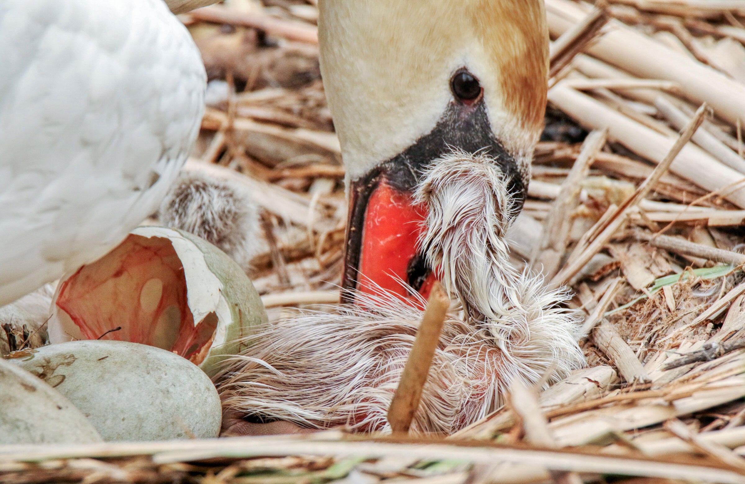 Mute Swans/Amateur Category. Madeline Poster/Audubon Photography Awards