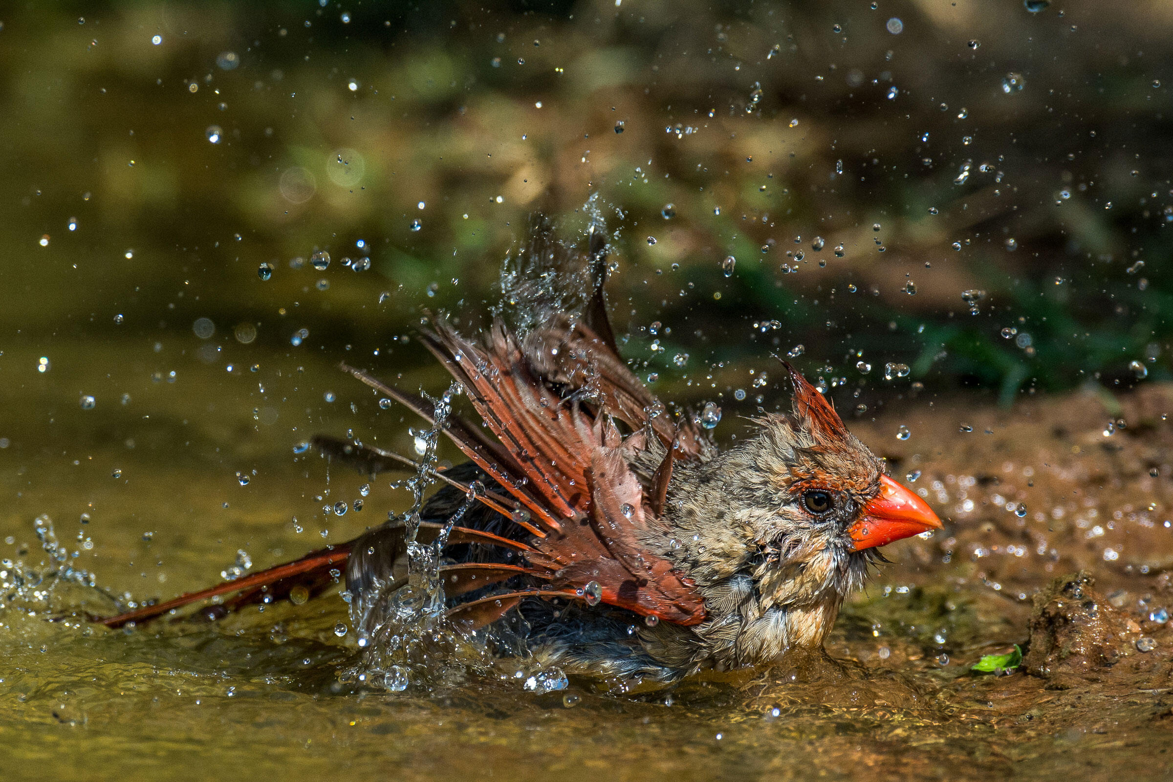 Northern Cardinal/Amateur Category. Richard Green/Audubon Photography Awards