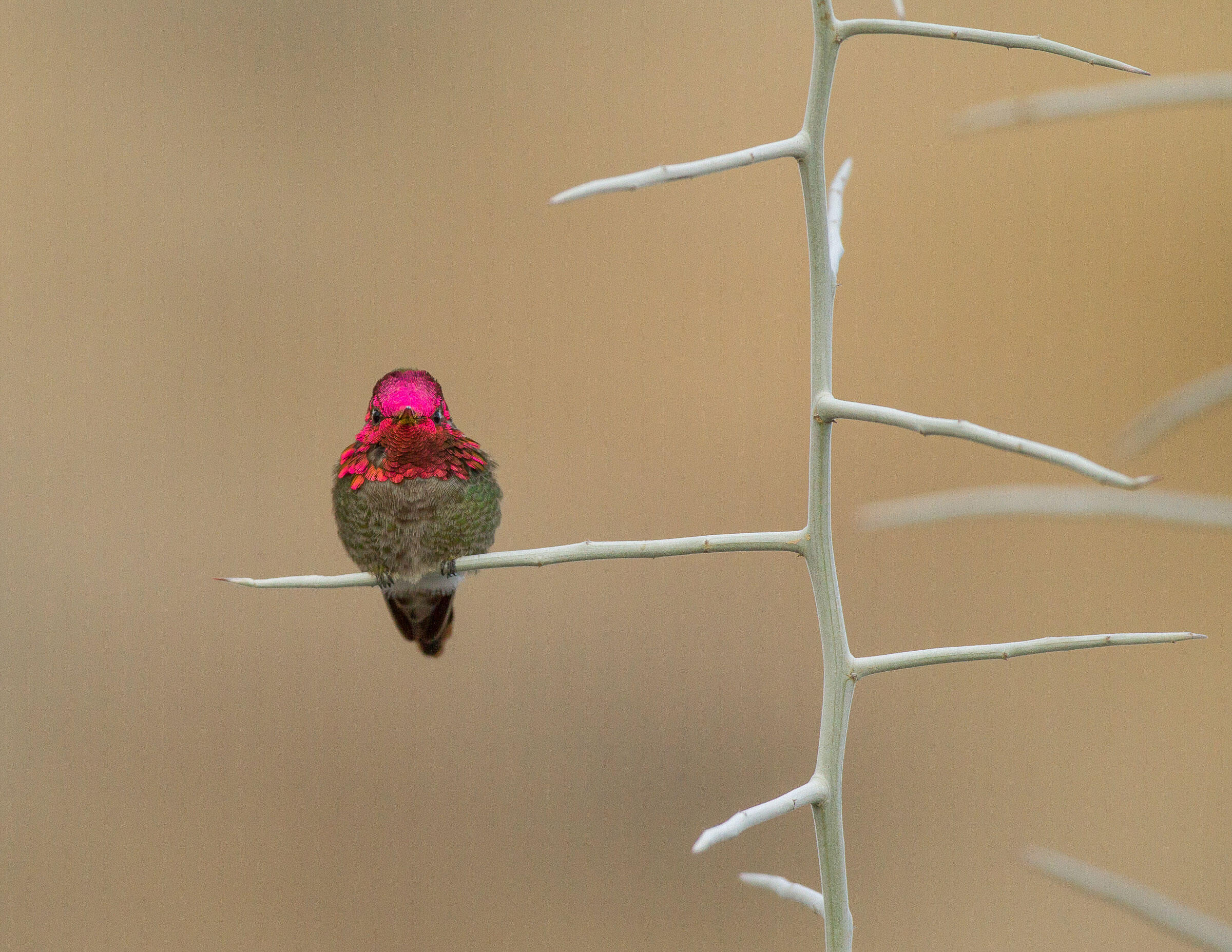 Anna's Hummingbird/Professional Category. Sarah Blodgett/Audubon Photography Awards
