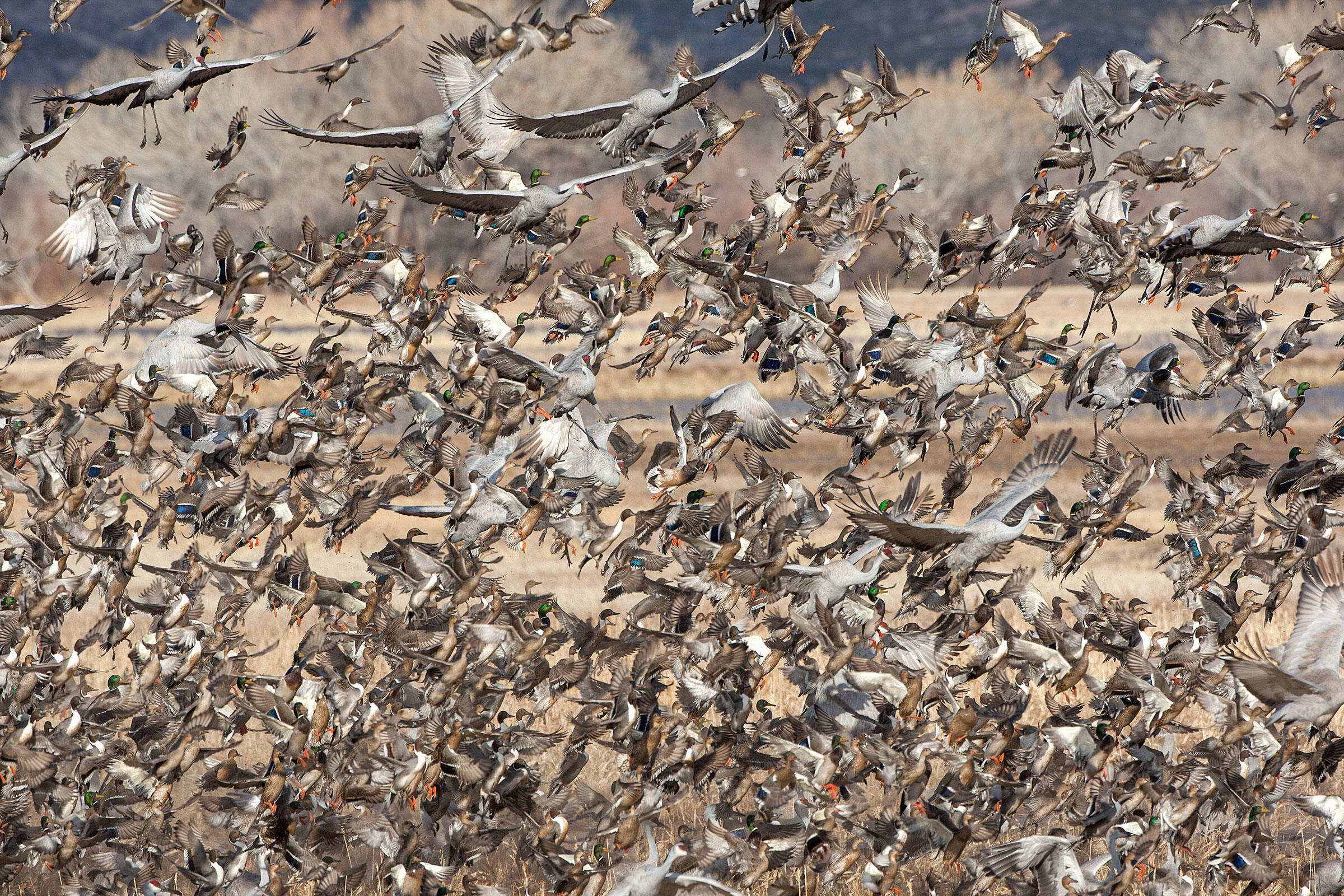 Sandhill Cranes, Northern Pintails and Mallards/Amateur Category. Dale Erickson/Audubon Photography Awards