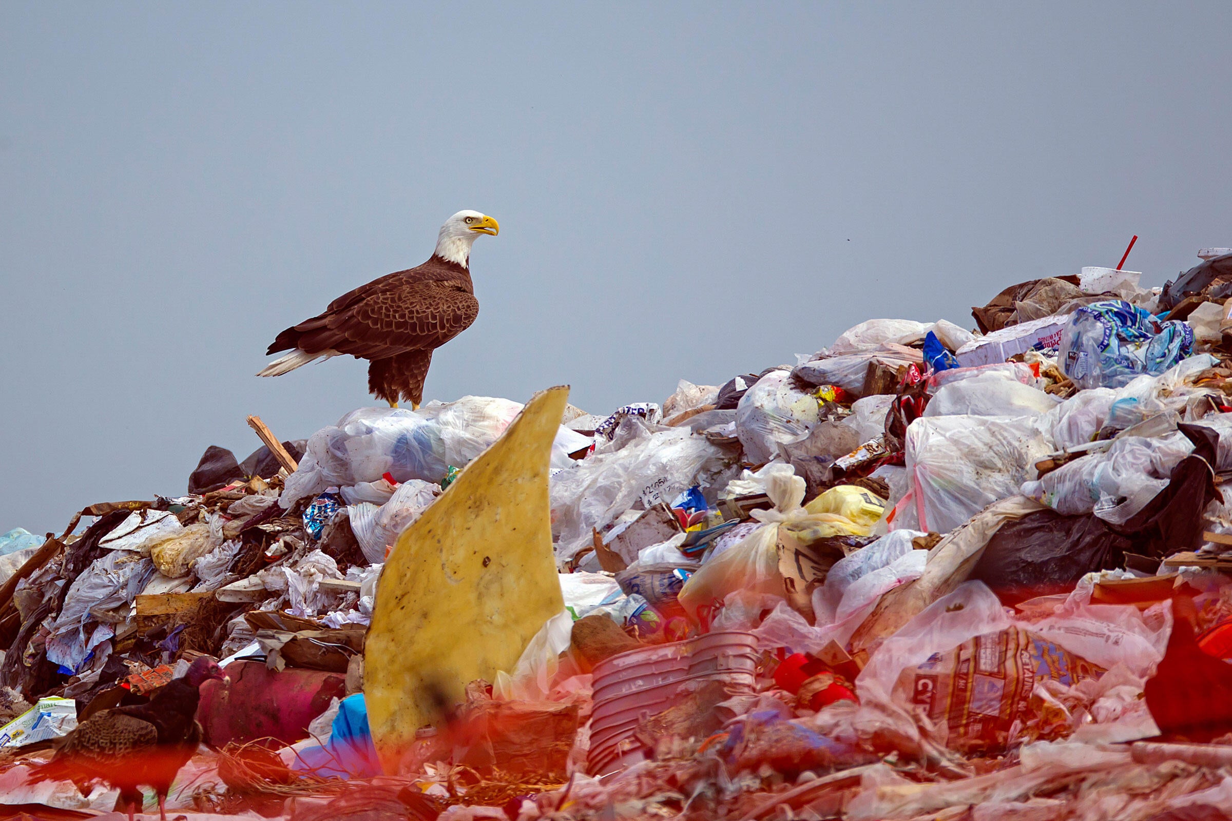 Bald Eagle/Amateur Category. Howard Arndt/Audubon Photography Awards