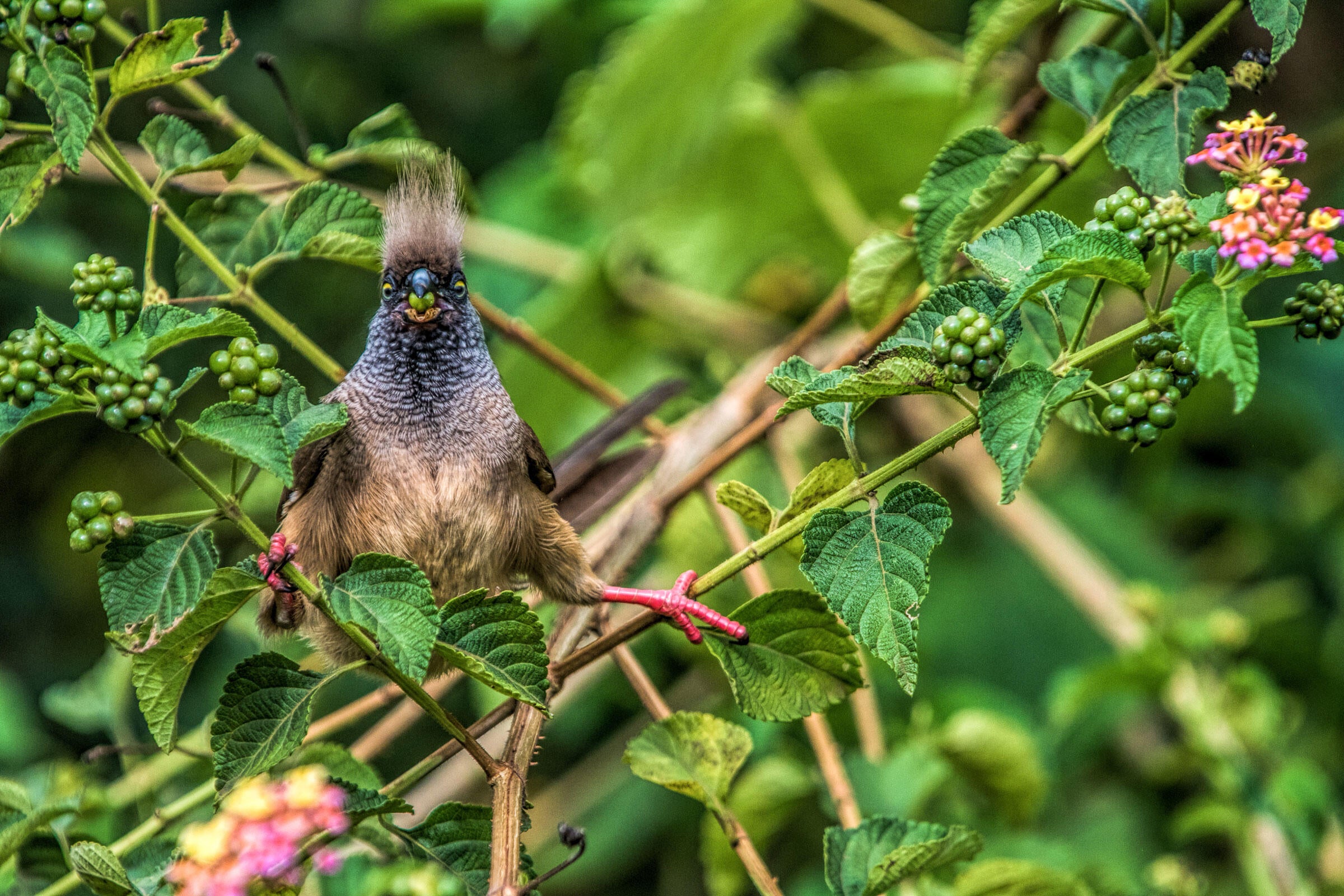 Speckled Mousebird/Amateur Category. Nancy Gaudino/Audubon Photography Awards