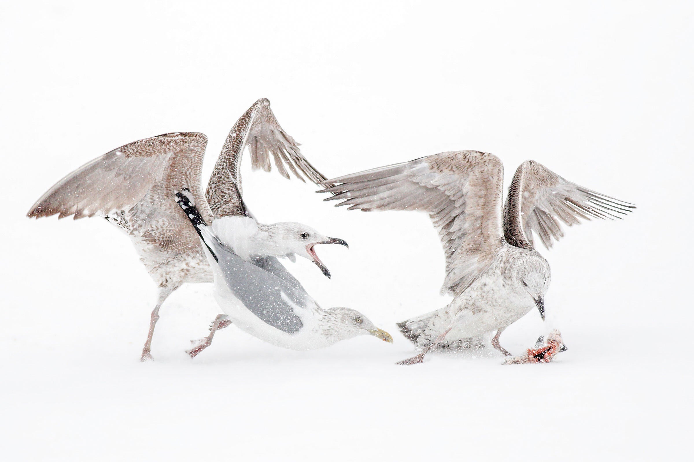 Juvenile Great Black-backed Gulls and Herring Gull/Amateur Category. Jonathan Kresge/Audubon Photography Awards