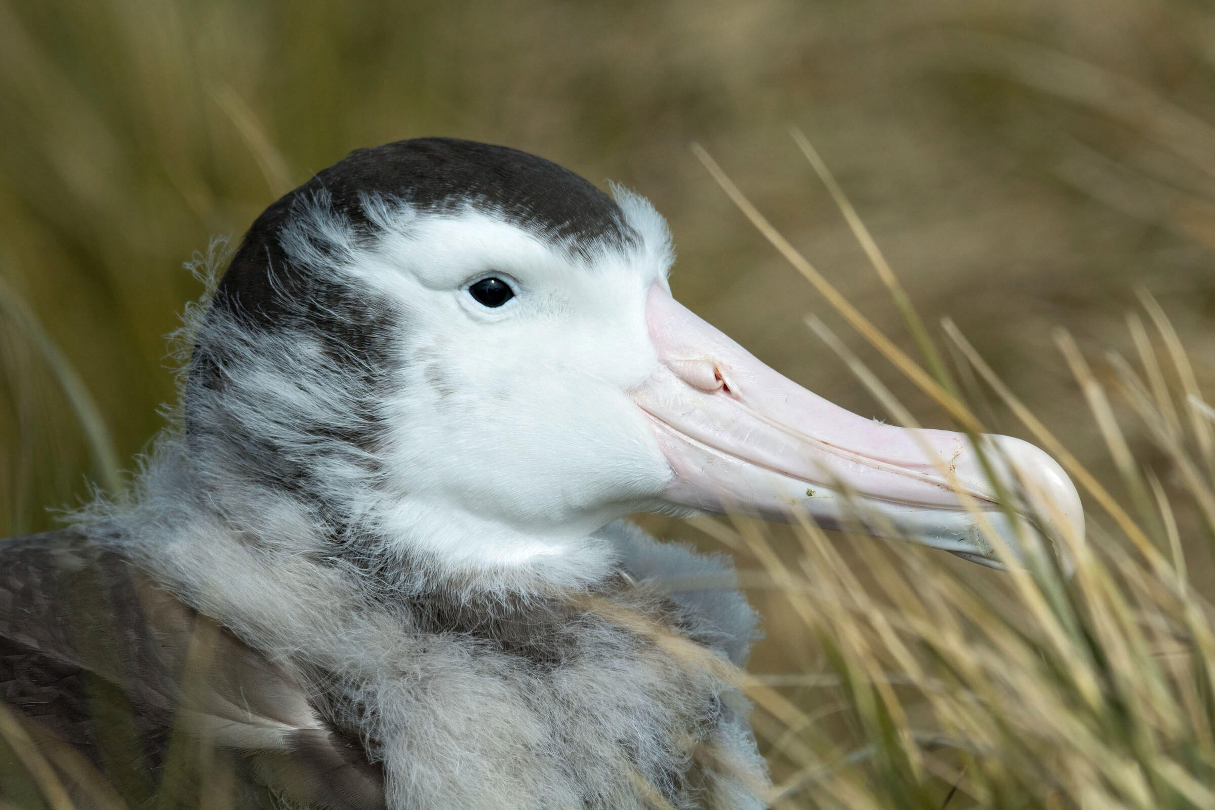 Wandering Albatross/Amateur Category. Debra Herst/Audubon Photography Awards