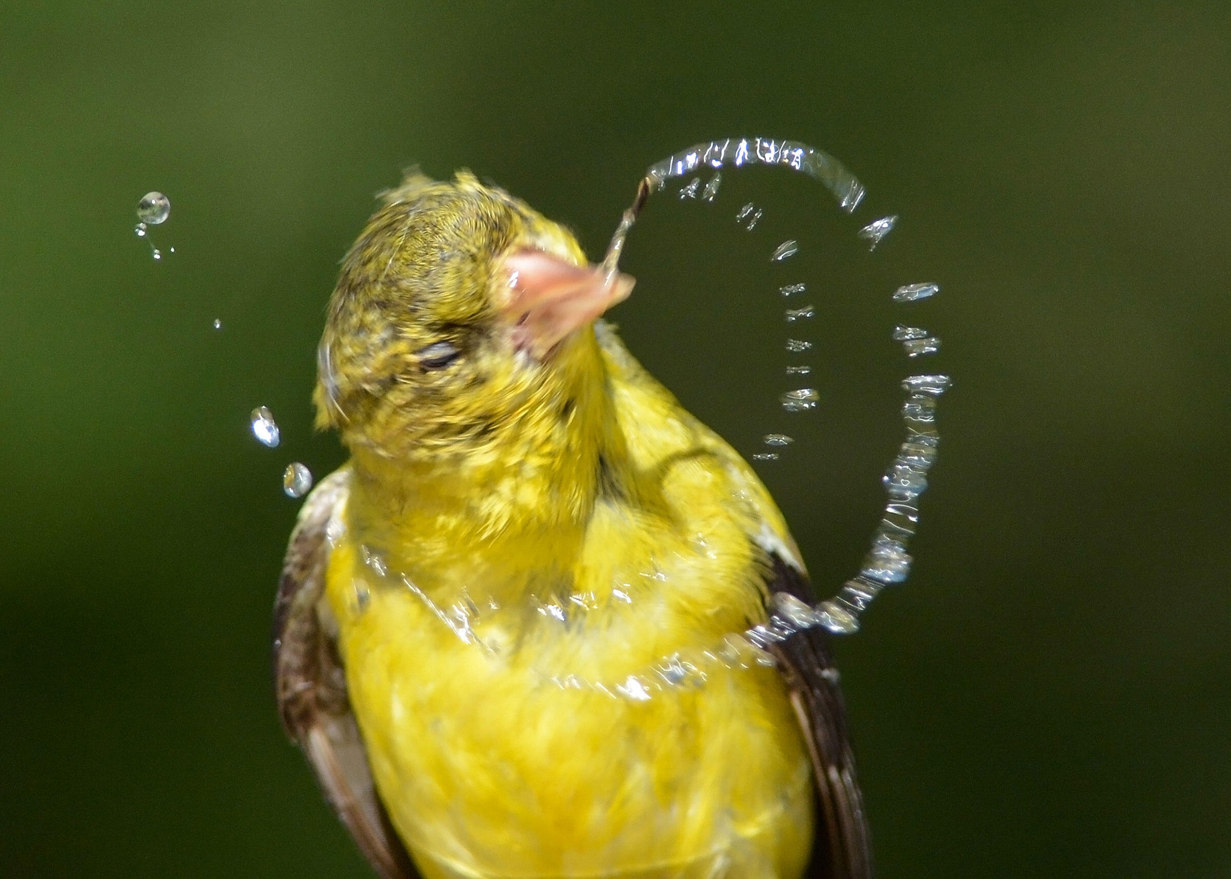 American Goldfinch/Amateur Category. Deborah O'Sullivan/Audubon Photography Awards