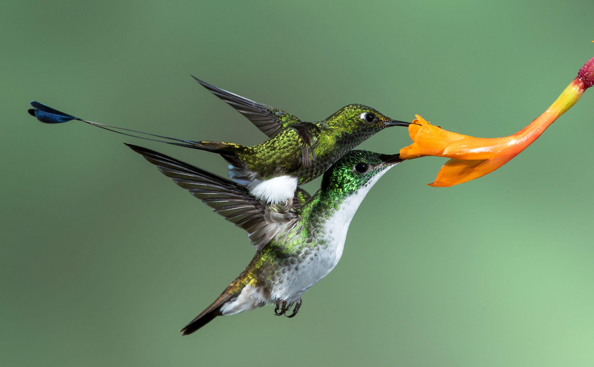 Booted Racket-tail and Andean Emerald/Amateur Category. Donald Dolga/Audubon Photography Awards
