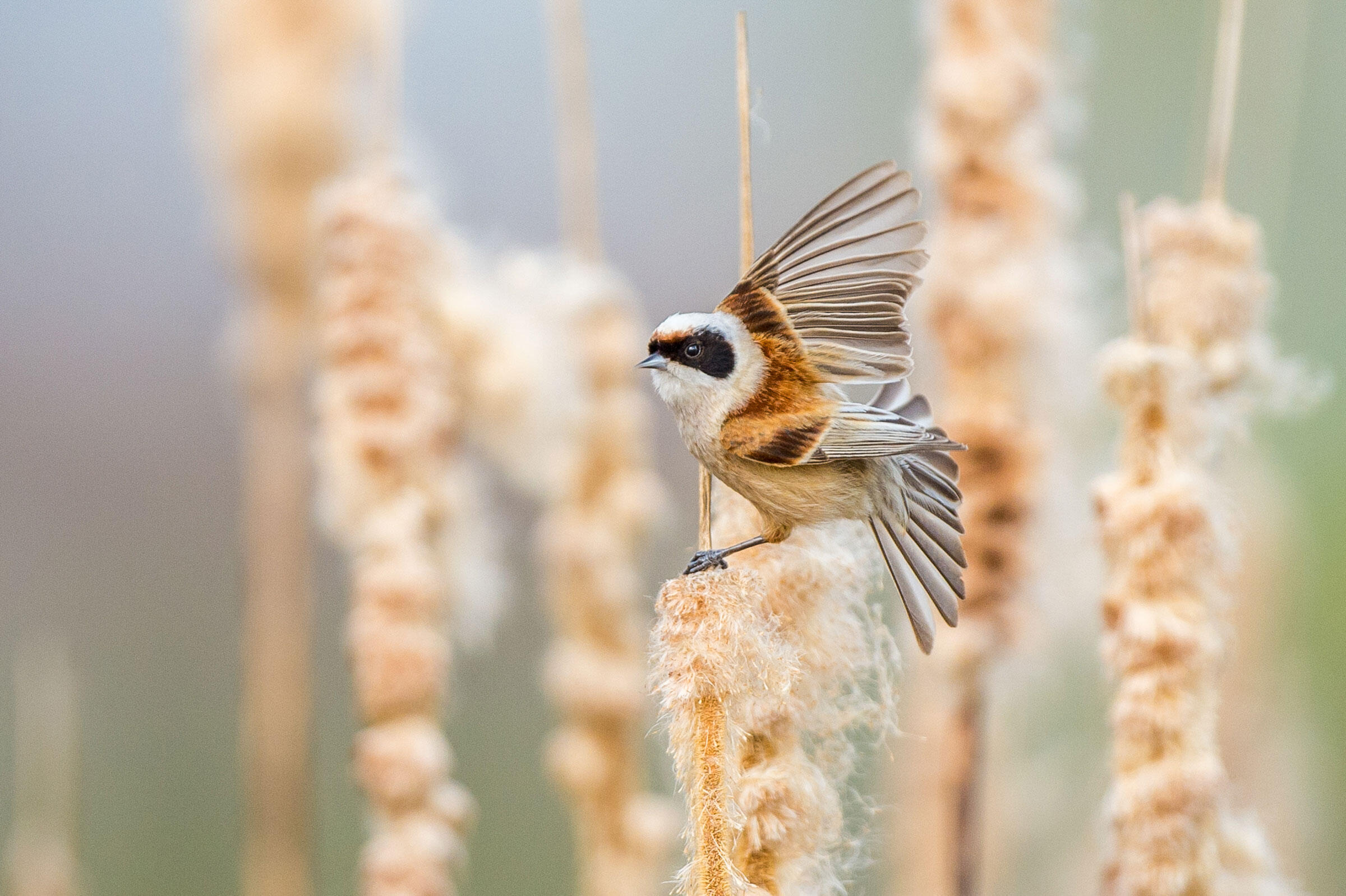 Penduline Tit/Amateur Category. Artur Stankiewicz/Audubon Photography Awards