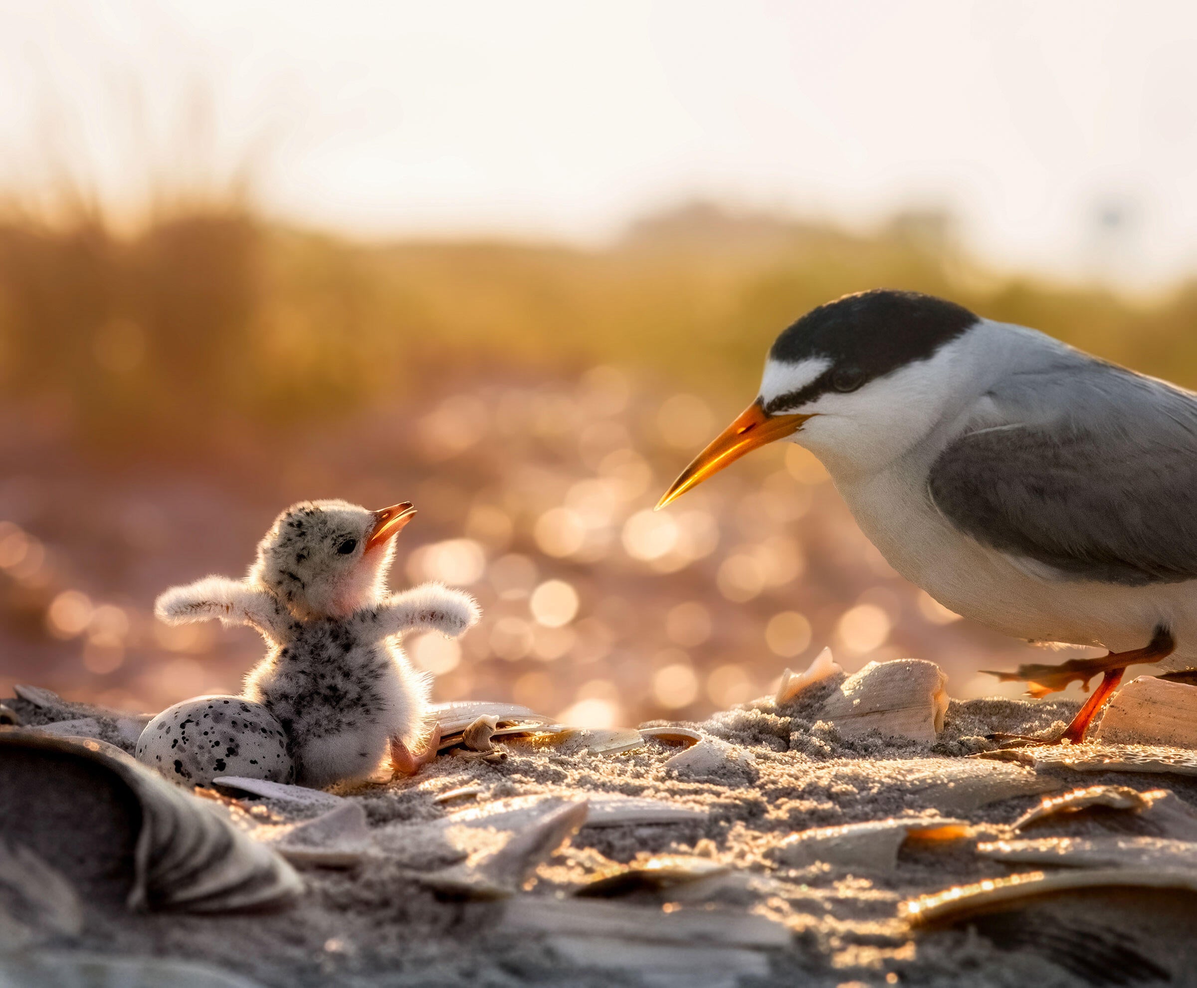 Least Terns/Fine Art Category. Jim Verhagen/Audubon Photography Awards