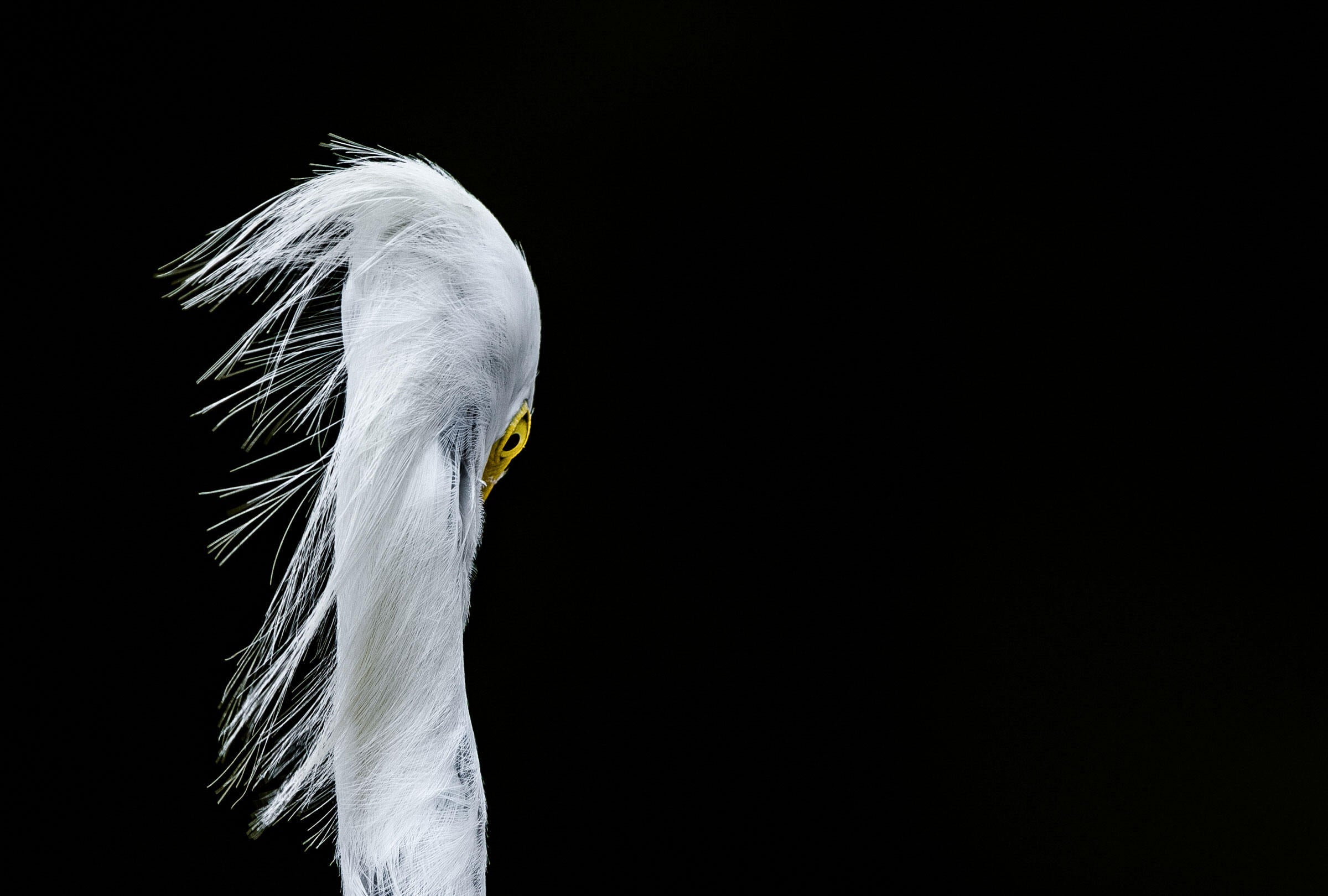 Snowy Egret/Amateur Category. Pasi Kaunisto/Audubon Photography Awards