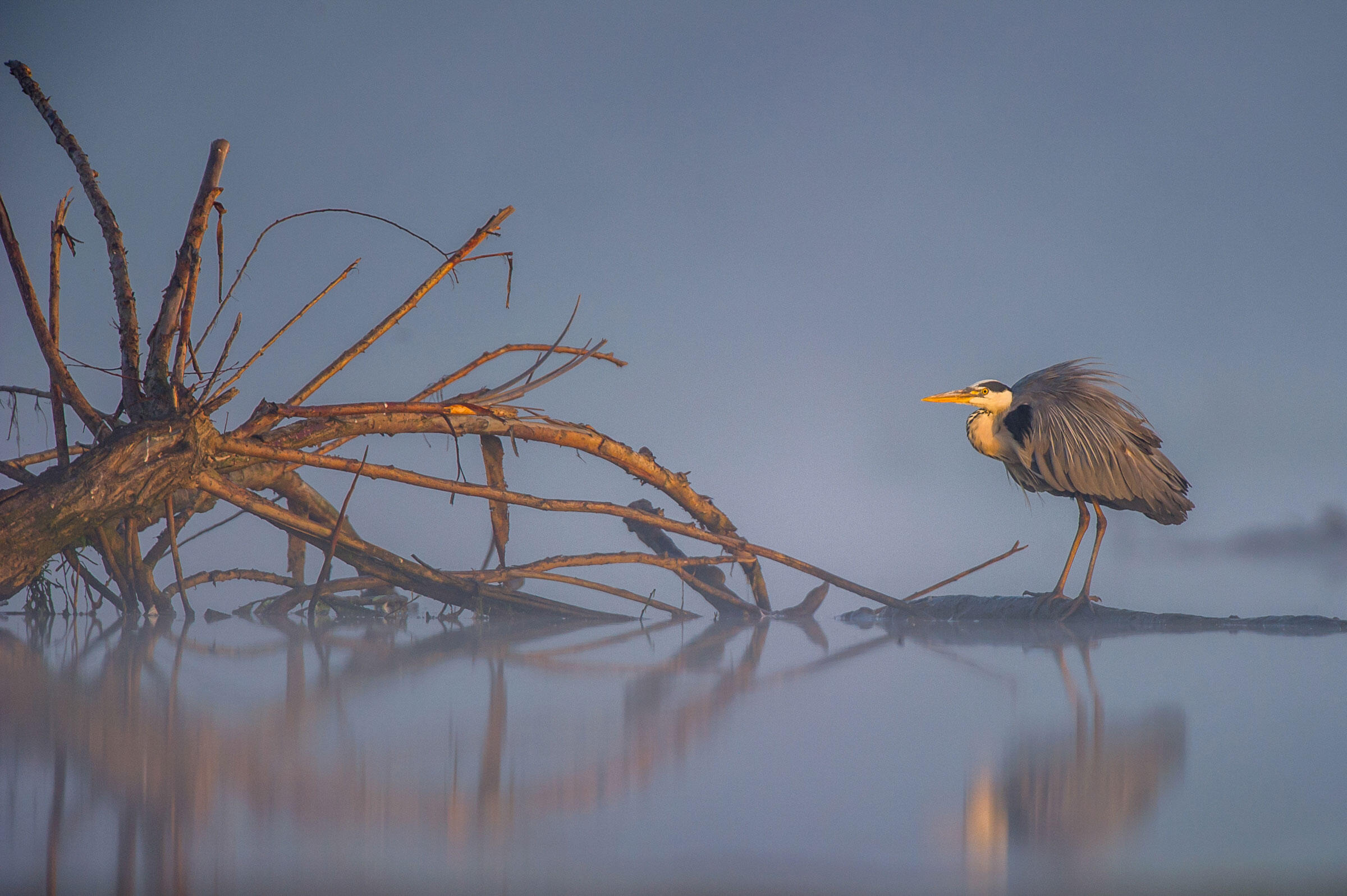 Grey Heron/Amateur Category. Artur Stankiewicz/Audubon Photography Awards