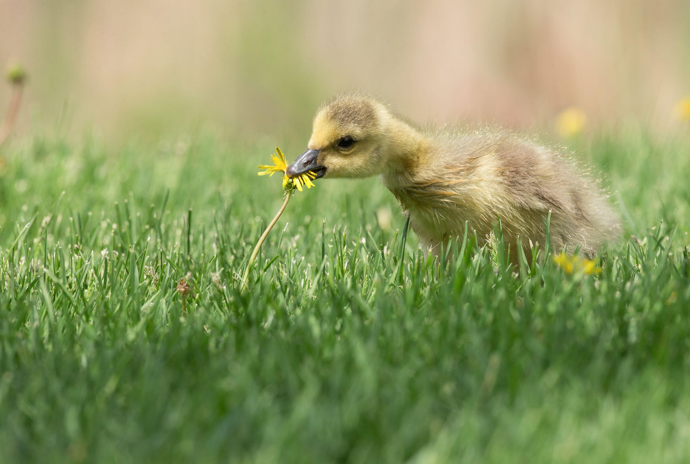 Canada Goose/Amateur Category. Barb D'Arpino/Audubon Photography Awards