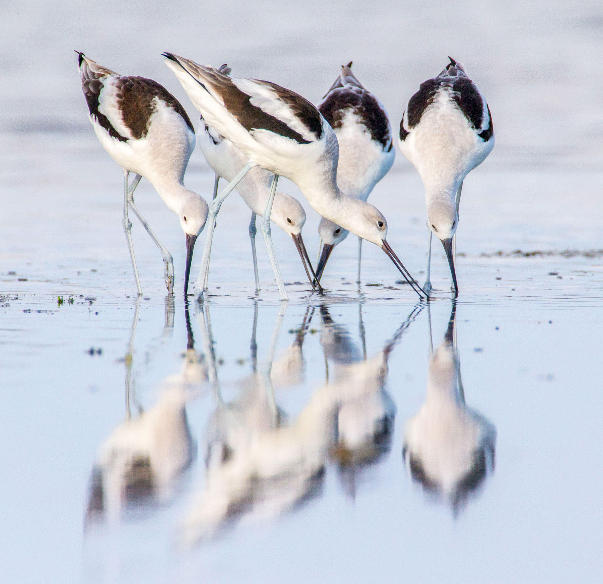 American Avocets/Professional Category. Mark Buckler/Audubon Photography Awards