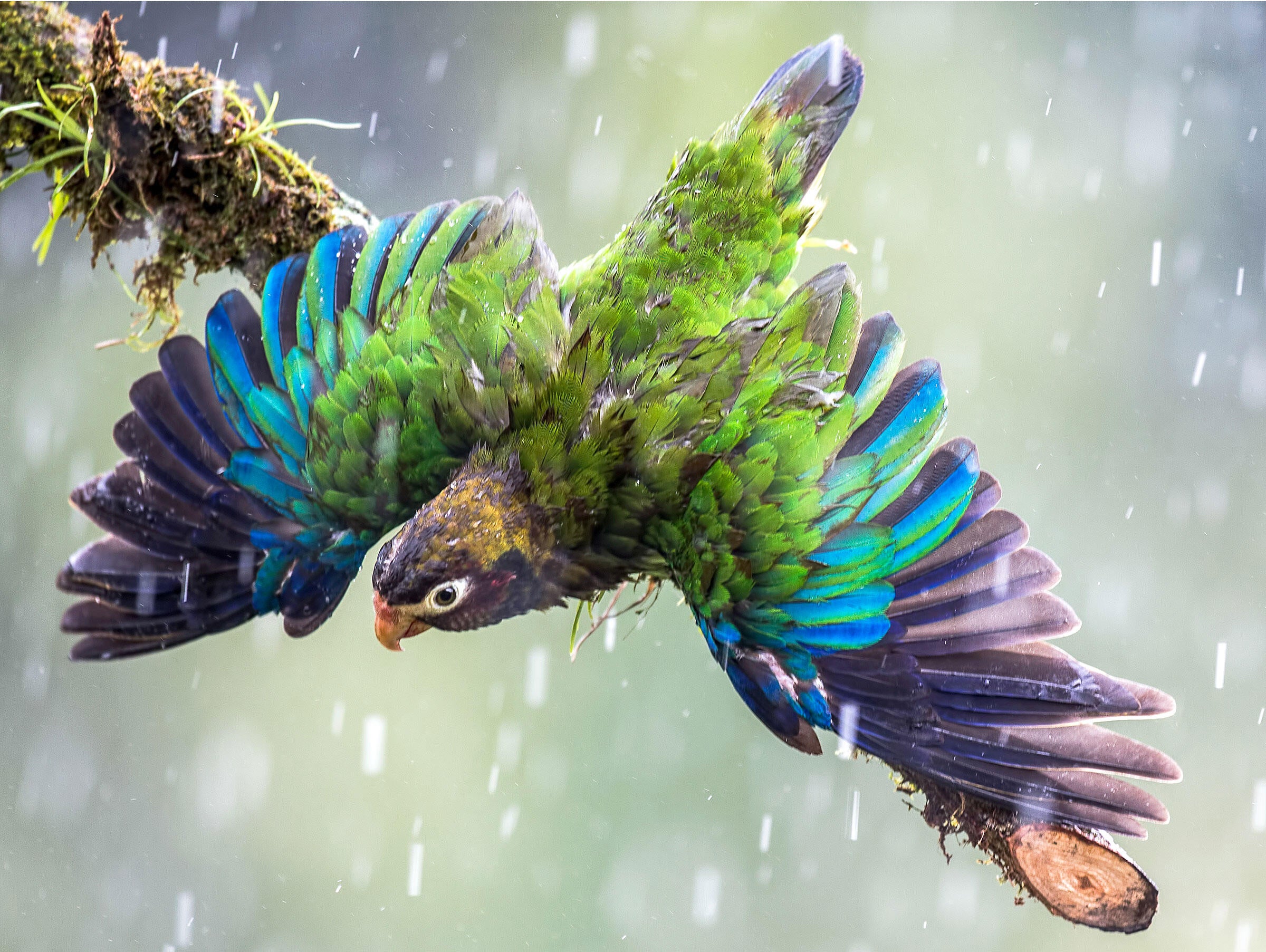 Brown-hooded Parrot/Amateur Category. Judylynn Malloch/Audubon Photography Awards