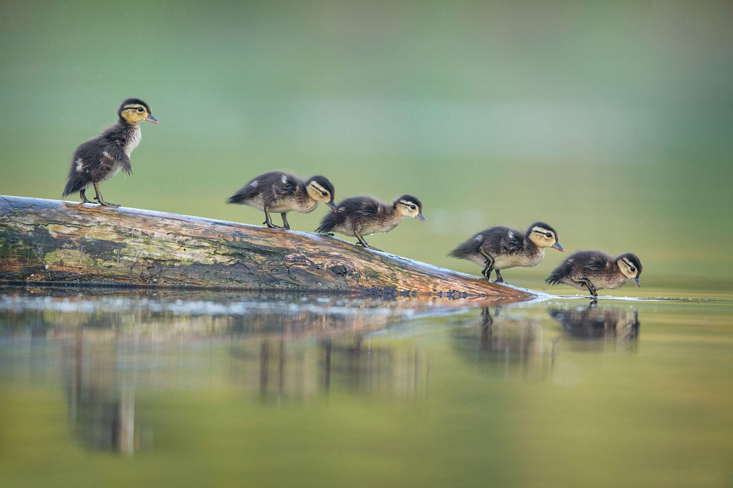 Wood Ducklings/Amateur Category. Christopher Schlaf/Audubon Photography Awards