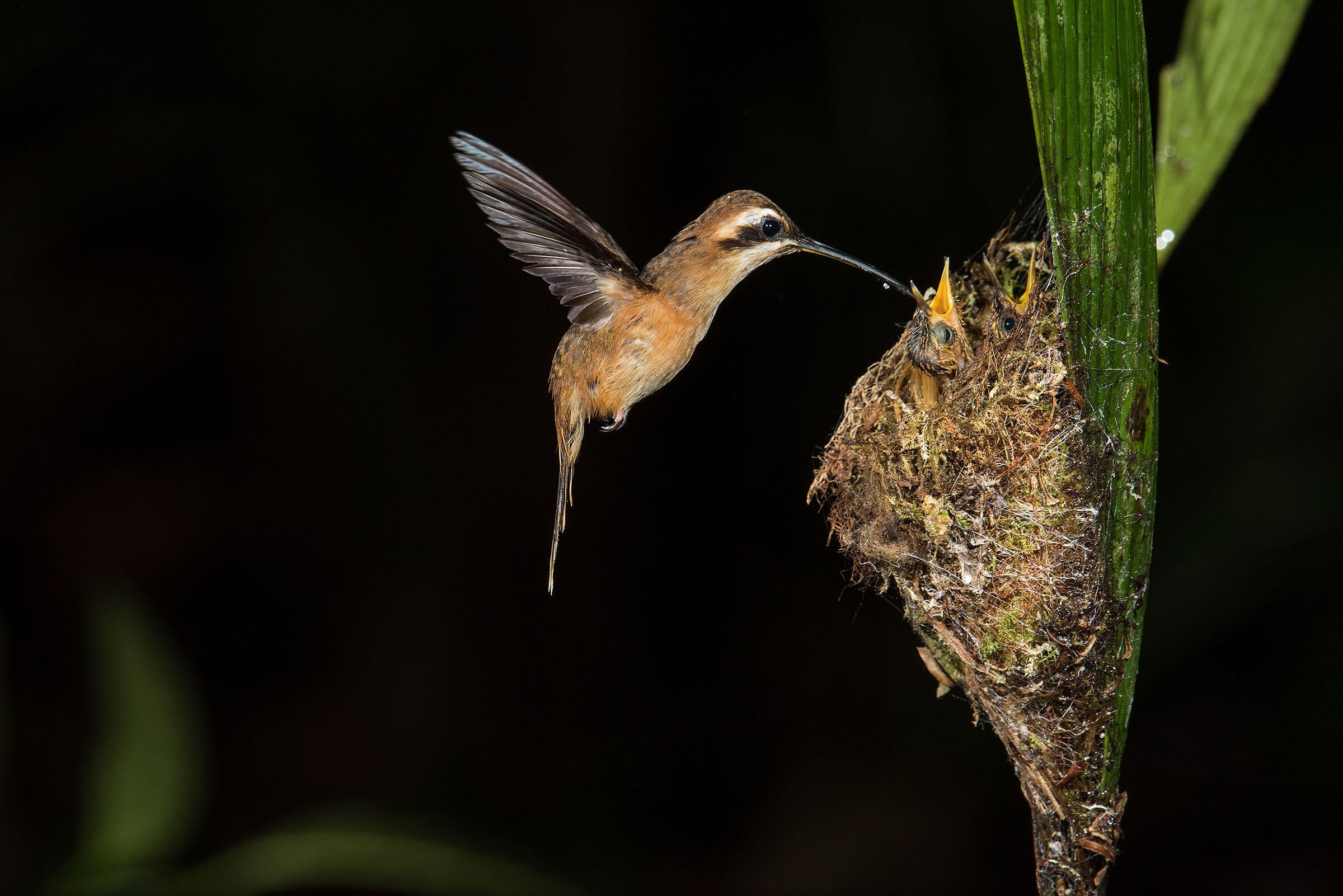 Stripe-throated Hermits/Professional Category. Aaron Baggenstos/Audubon Photography Awards