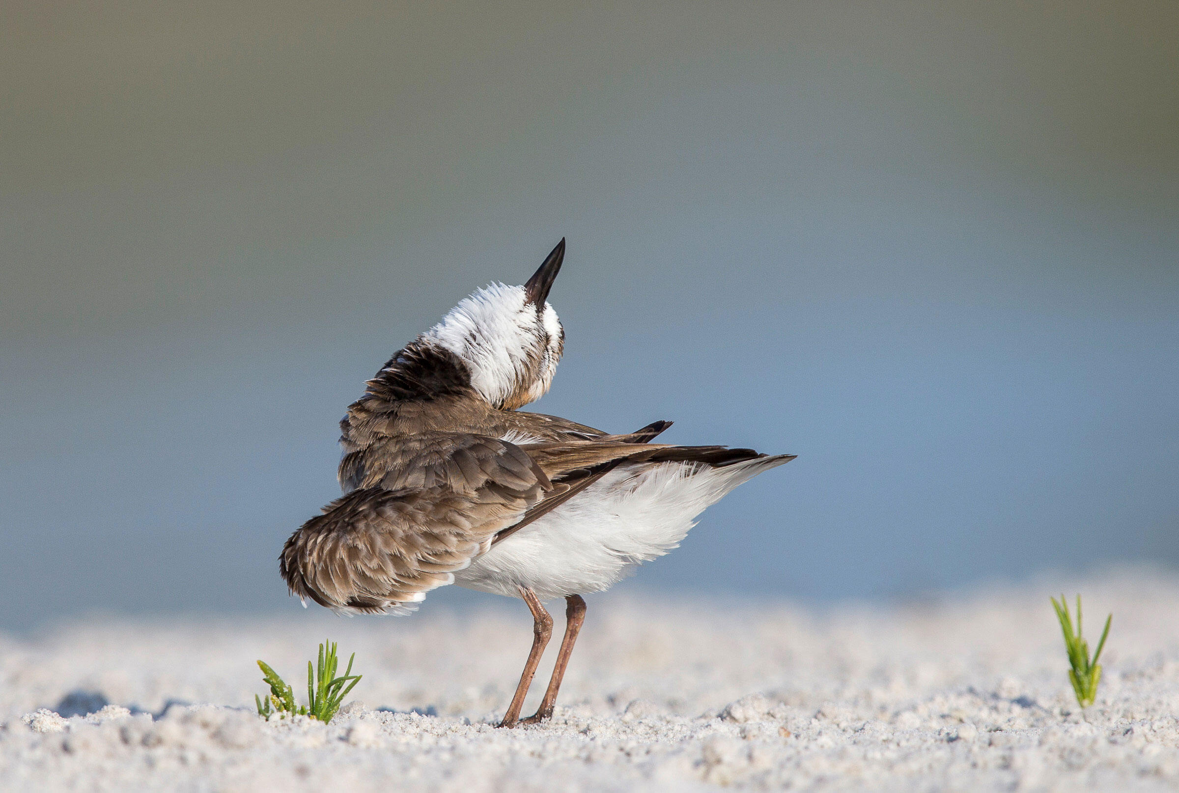 Wilson's Plover/Amateur Category. Gail Bisson//Audubon Photography Awards