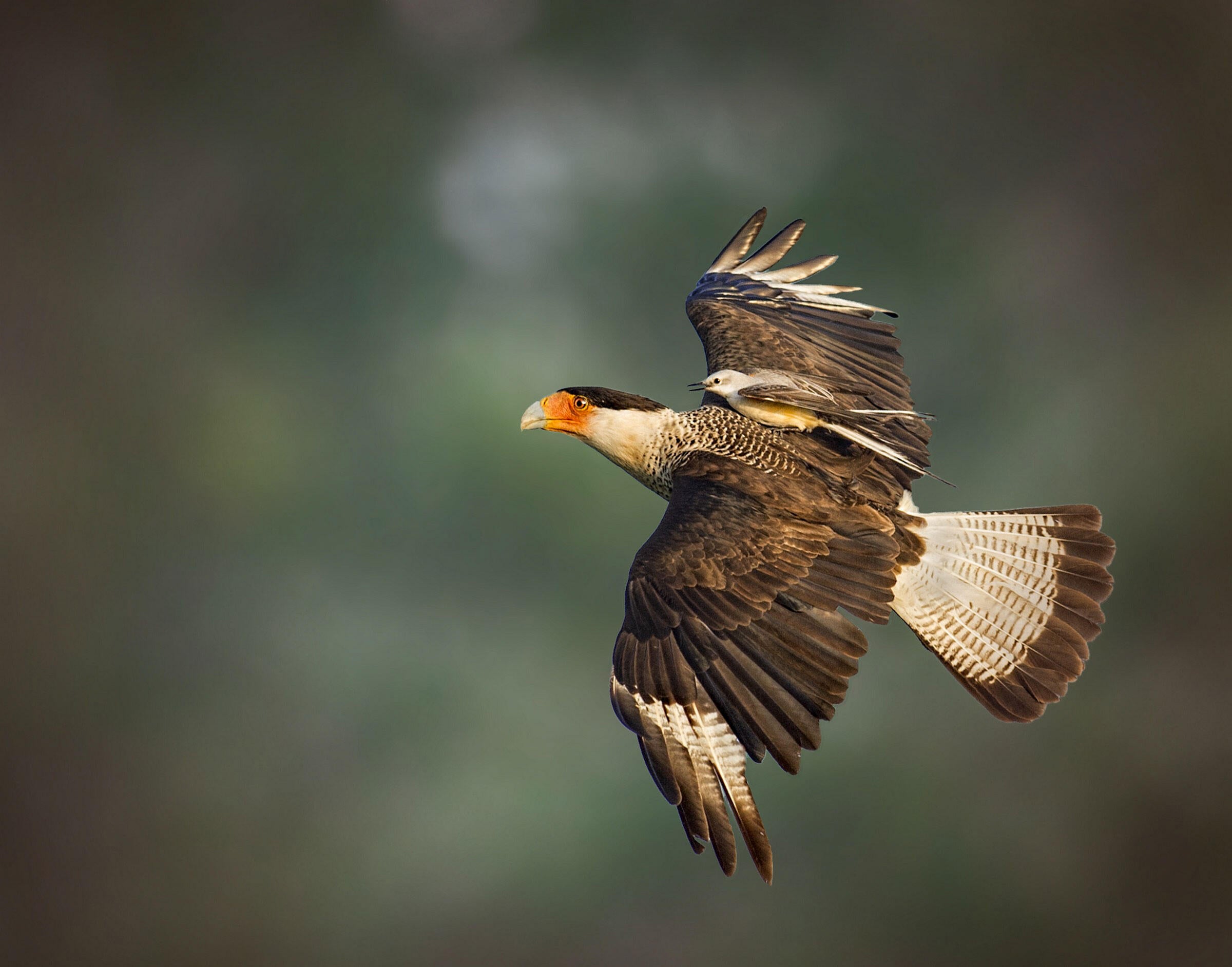 Crested Caracara and Scissor-tailed Flycatcher/Fine Art Category. Jerry Black/Audubon Photography Awards