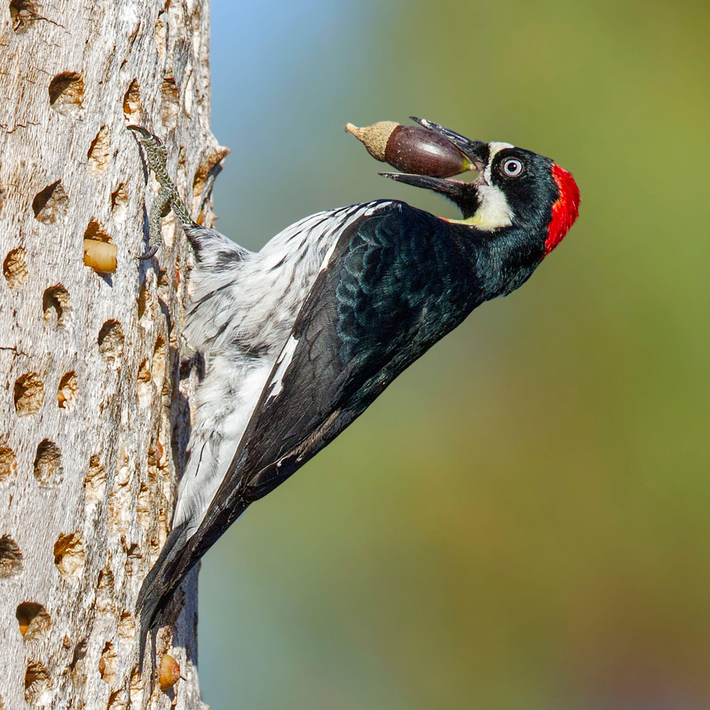 Acorn Woodpecker/Amateur Category. Lee Marcus/Audubon Photography Awards
