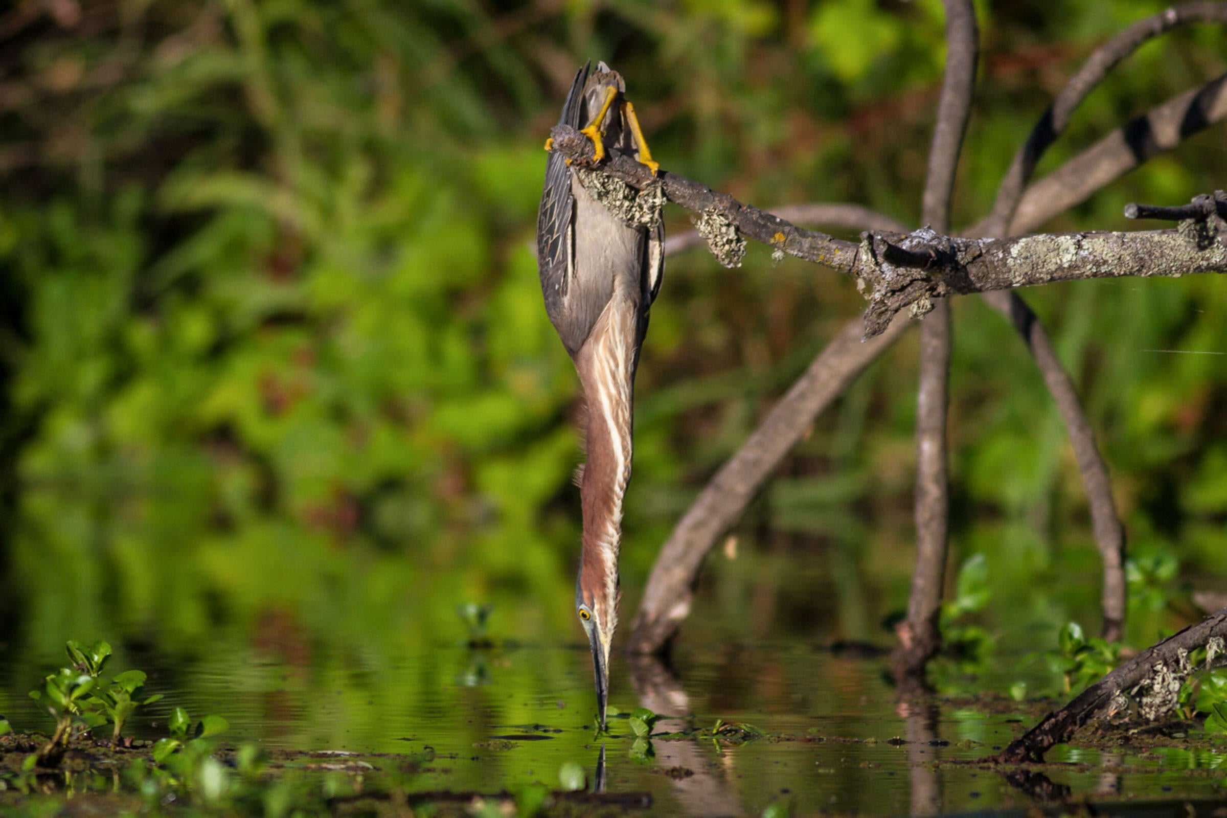 Green Heron/Amateur Category. Mark Zimmerman/Audubon Photography Awards