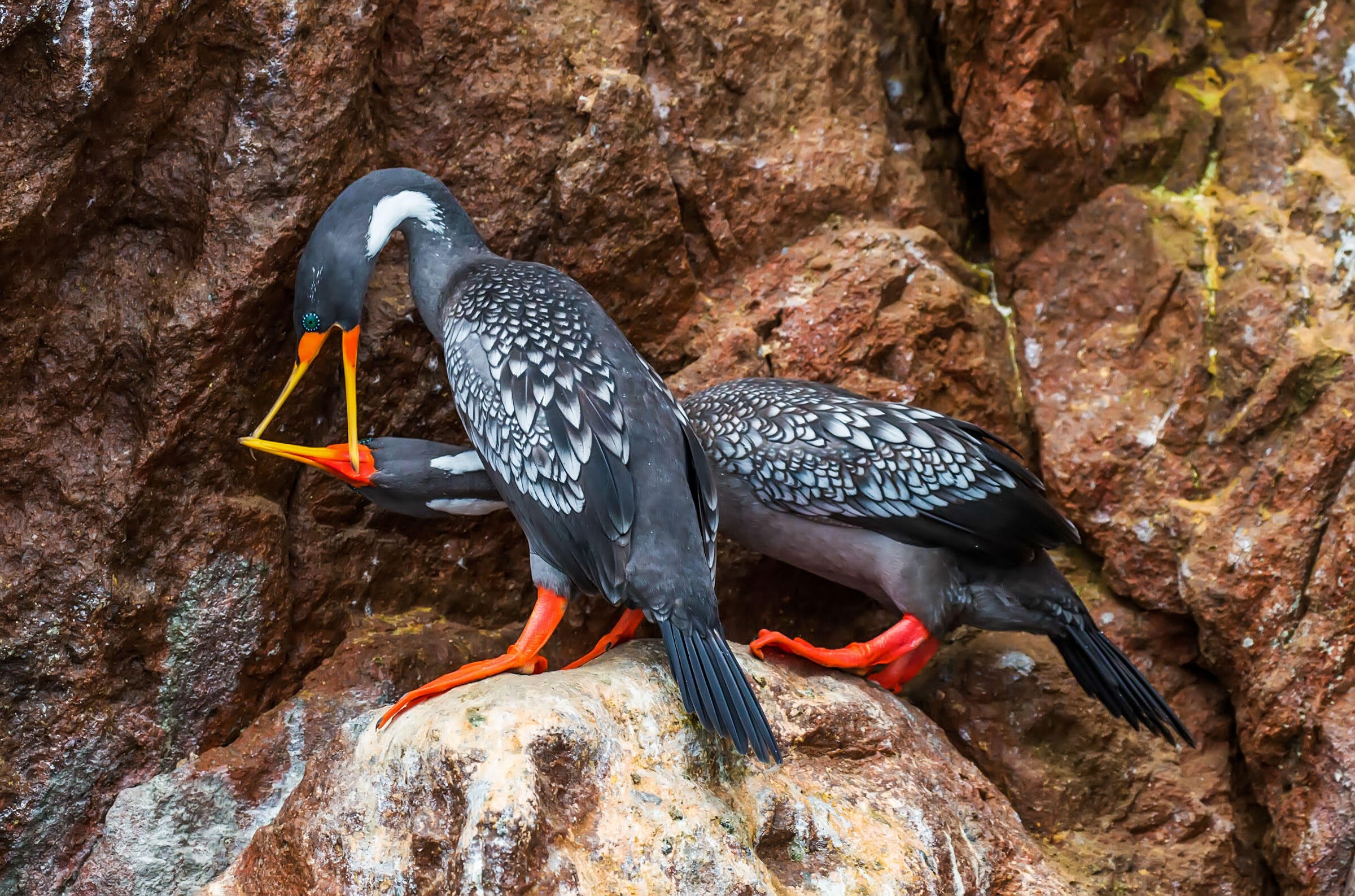 Red-legged Cormorants/Amateur Category. Peter Cavanagh/Audubon Photography Awards