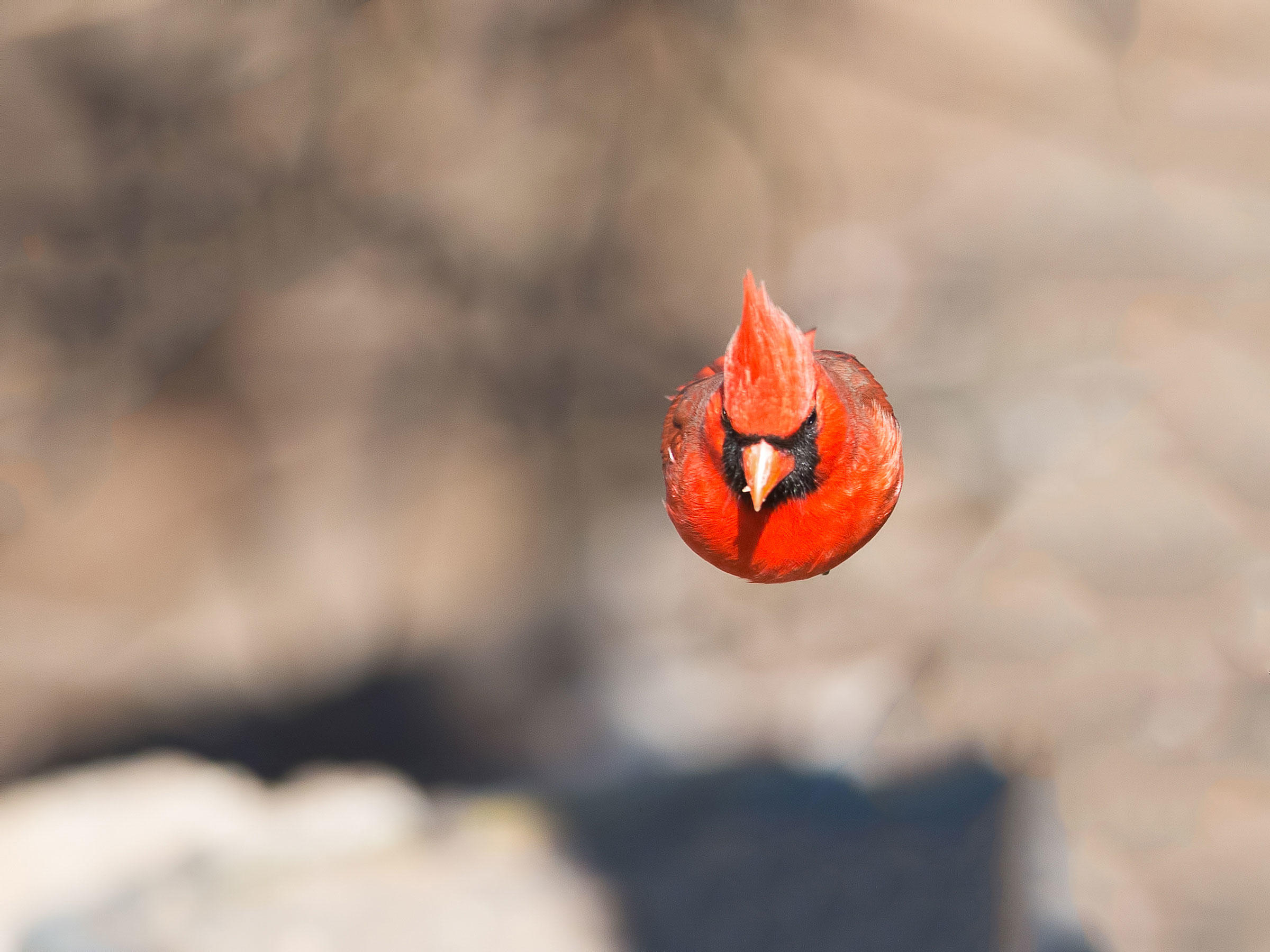 Northern Cardinal/Amateur Category. Brian Kushner/Audubon Photography Awards