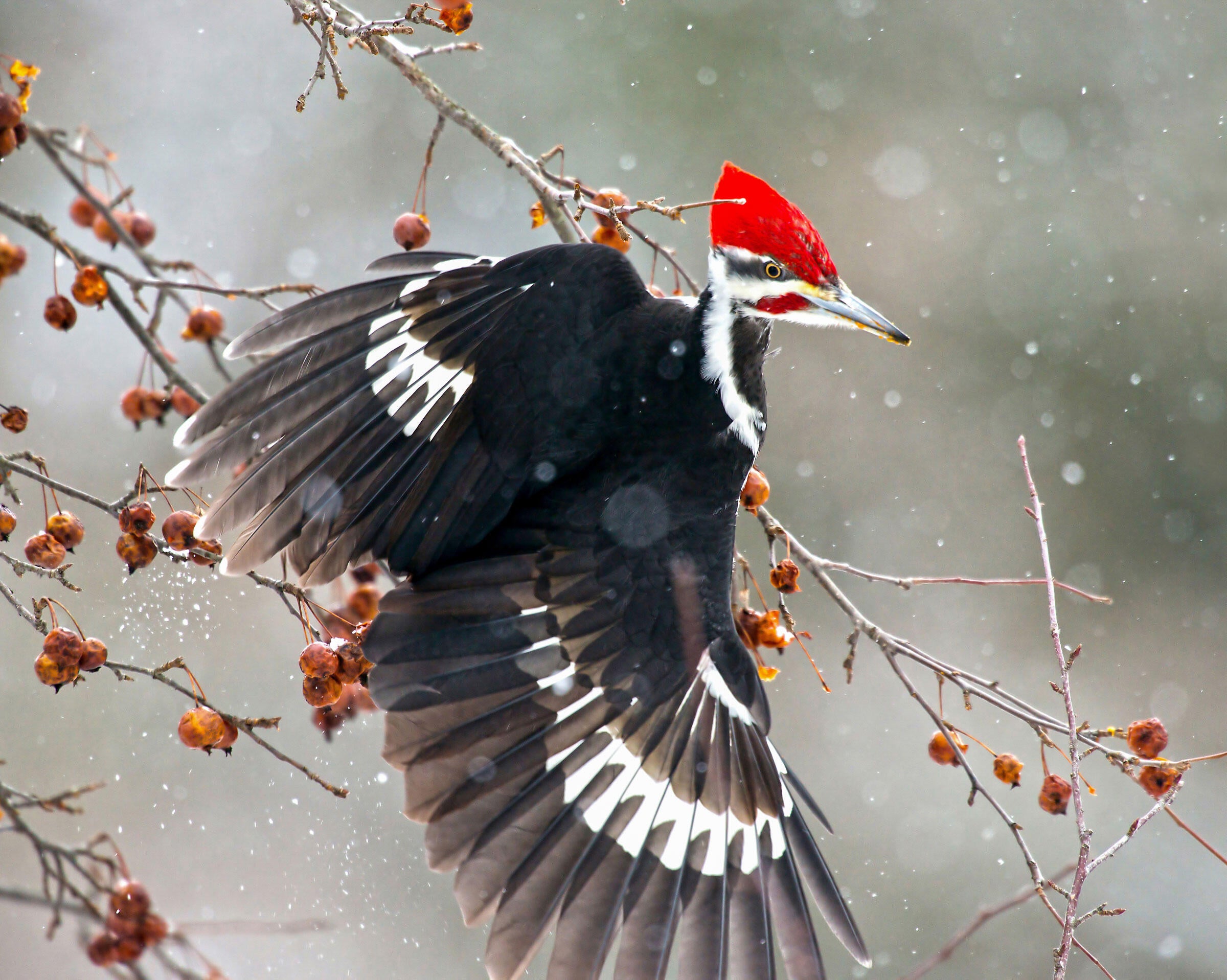 Pileated Woodpecker/Professional Category. Pamela Underhill Karaz/Audubon Photography Awards