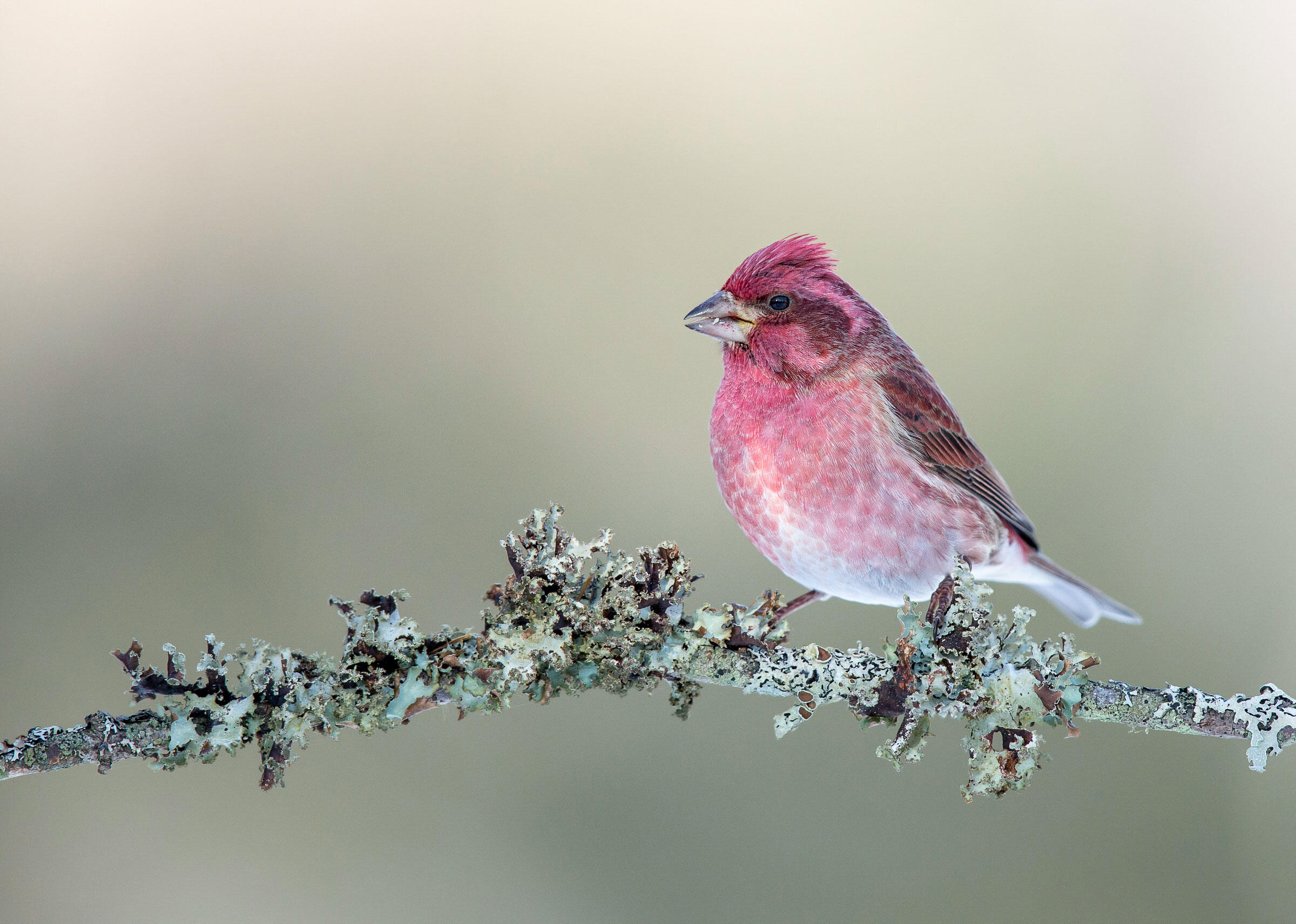 Purple Finch/Amateur Category. Gail Bisson/Audubon Photography Awards