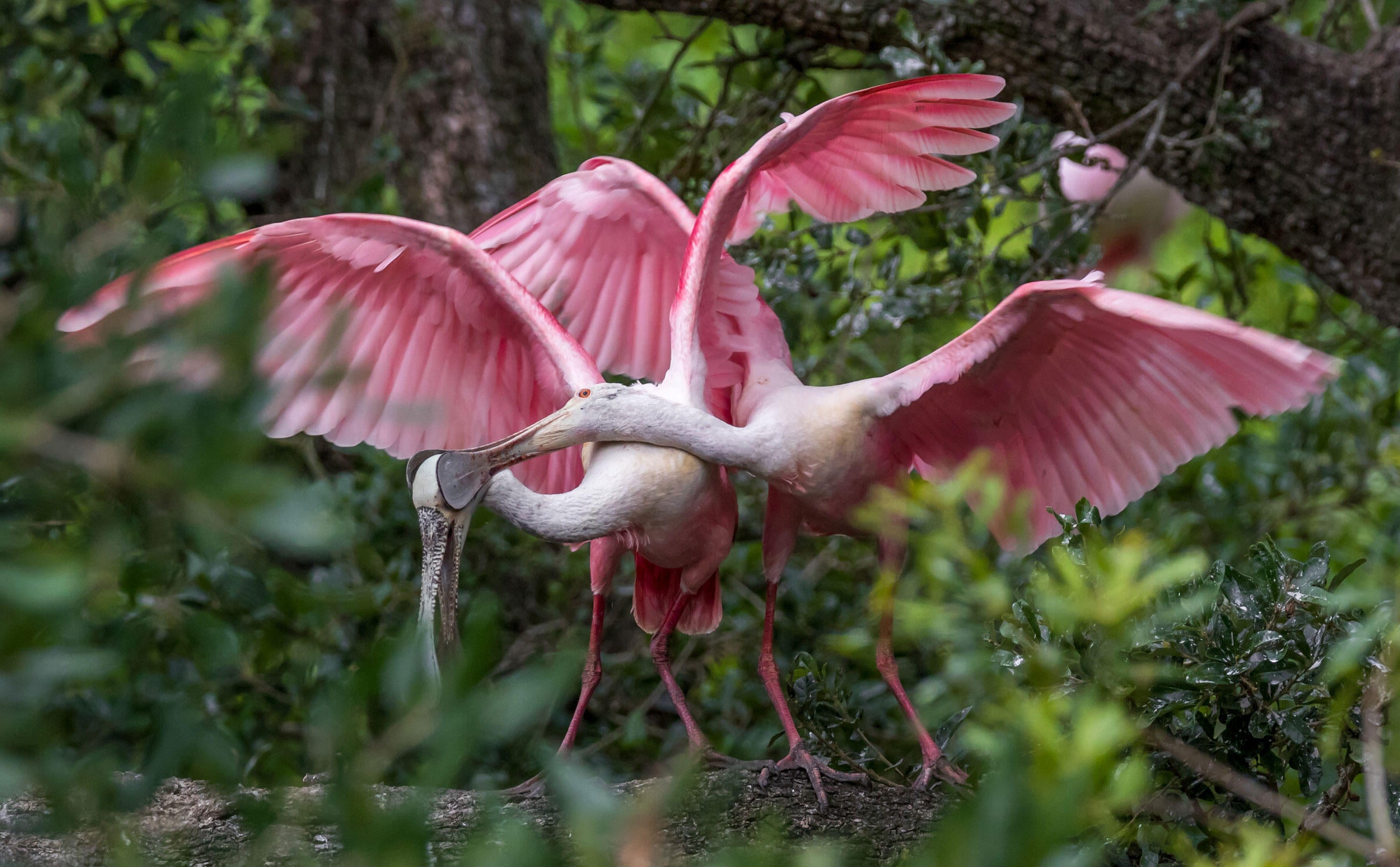 Roseate Spoonbils/Amateur Category. Jean Hall/Audubon Photography Awards