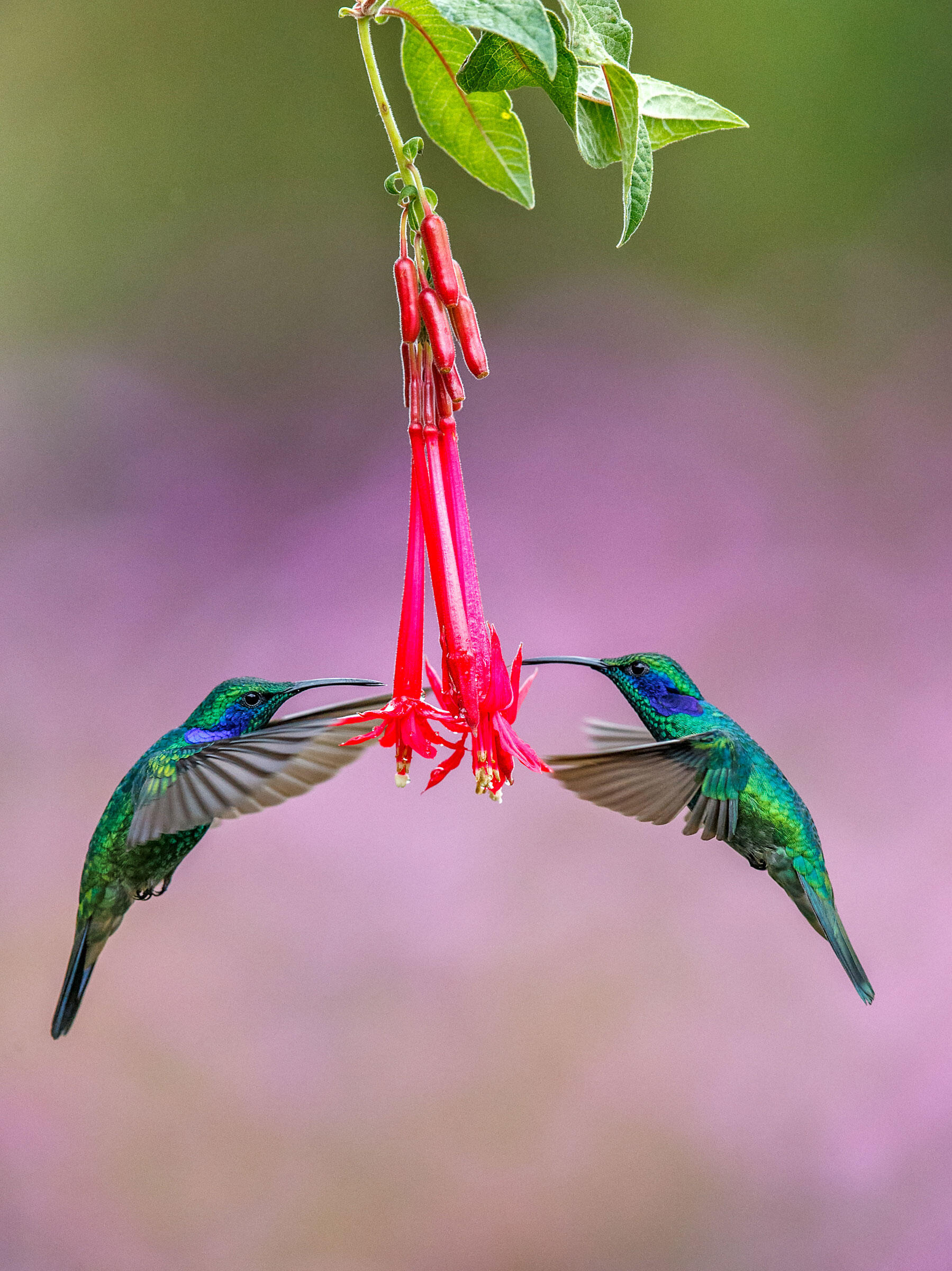 Green Violetears/Amateur Category. Michael Cohen/Audubon Photography Awards