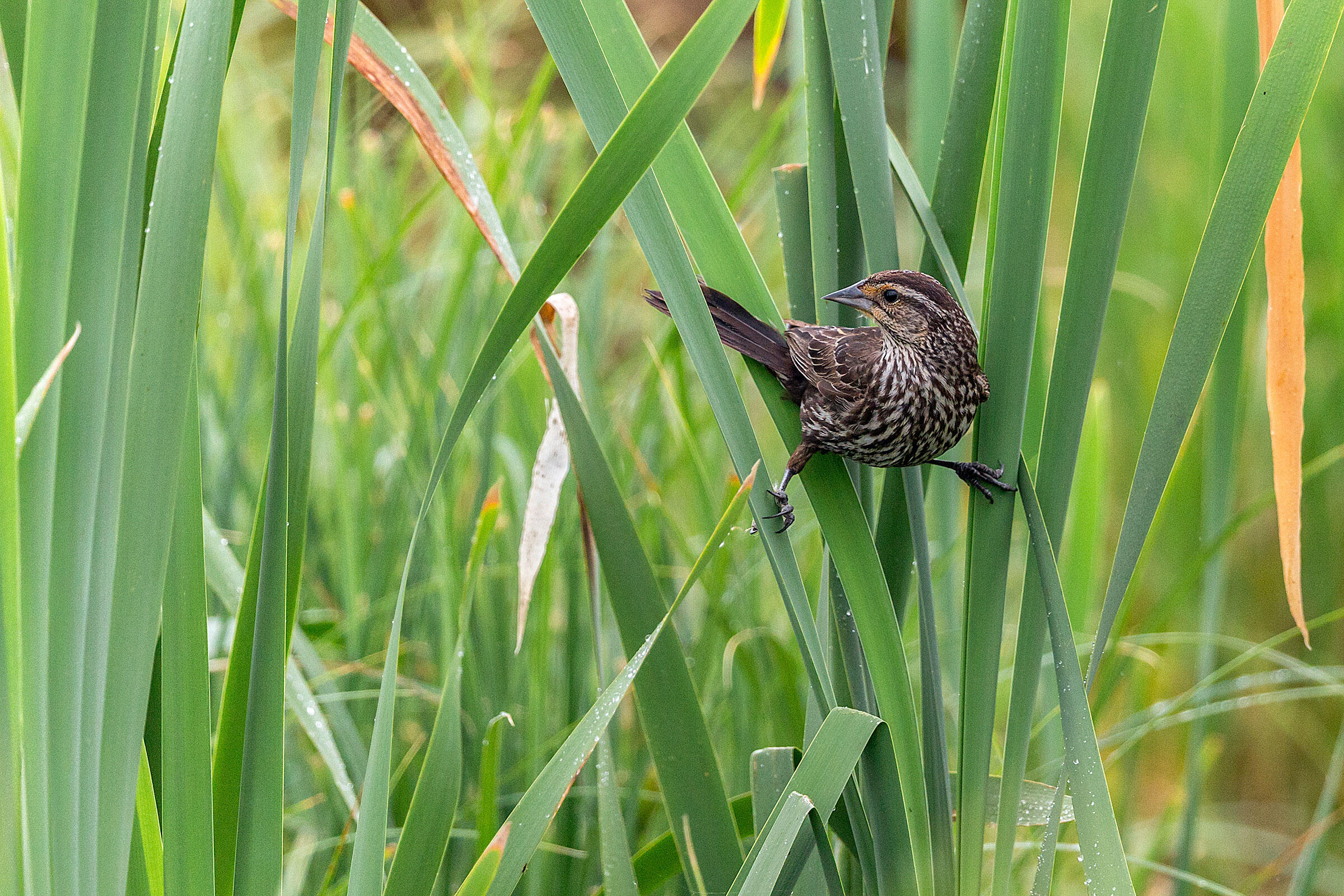 Red-winged Blackbird/Amateur Category. Colleen Gara/Audubon Photography Awards