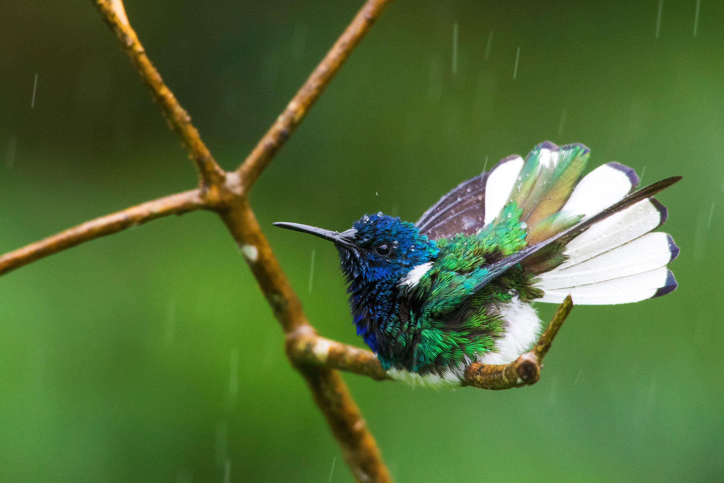 White-necked Jacobin/Professional Category. Ken Archer/Audubon Photography Awards