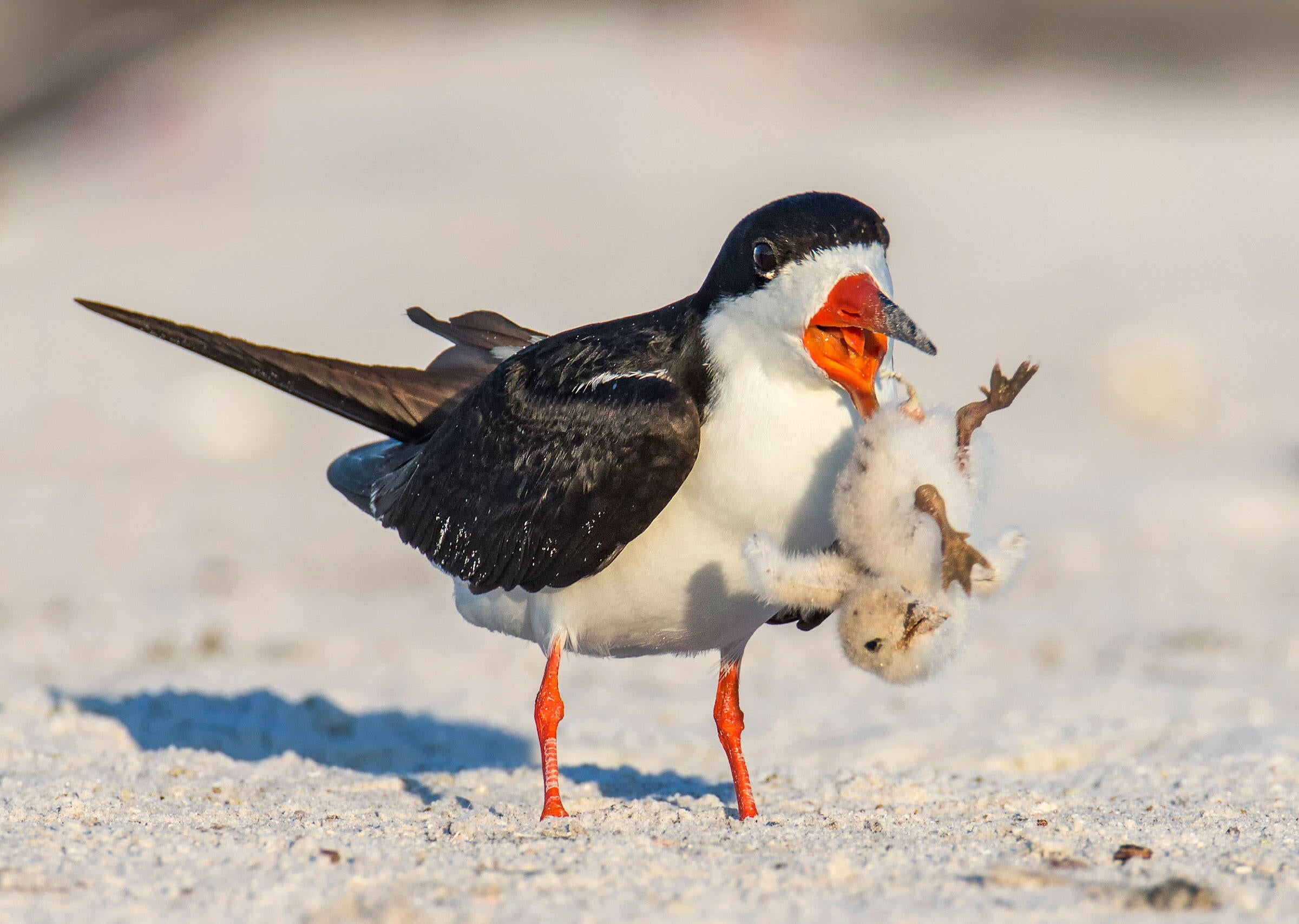 Black Skimmer/Amateur Category. Amy Marques/Audubon Photography Awards