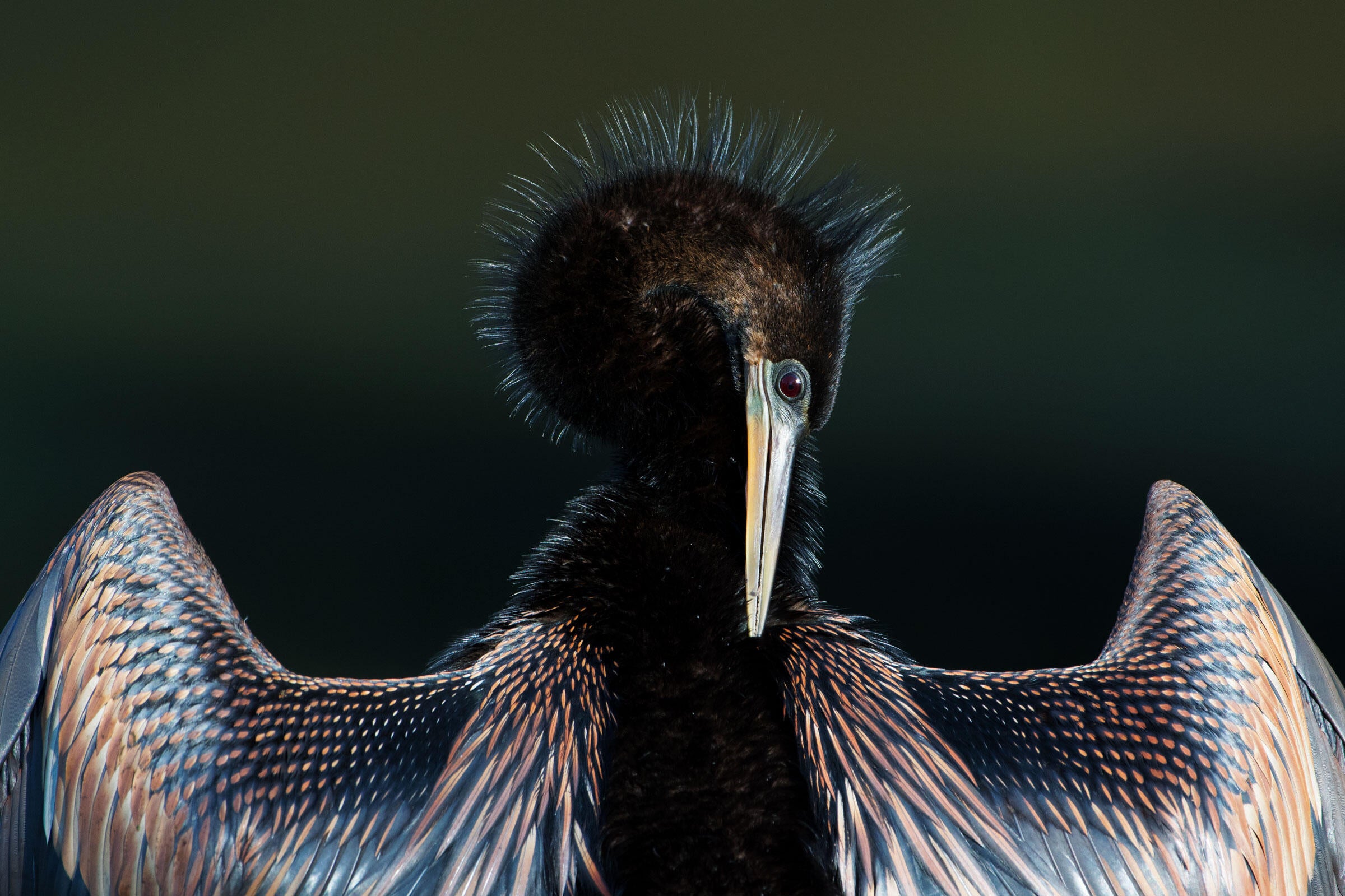 The 2017 Audubon Photography Awards Top 100 Audubon