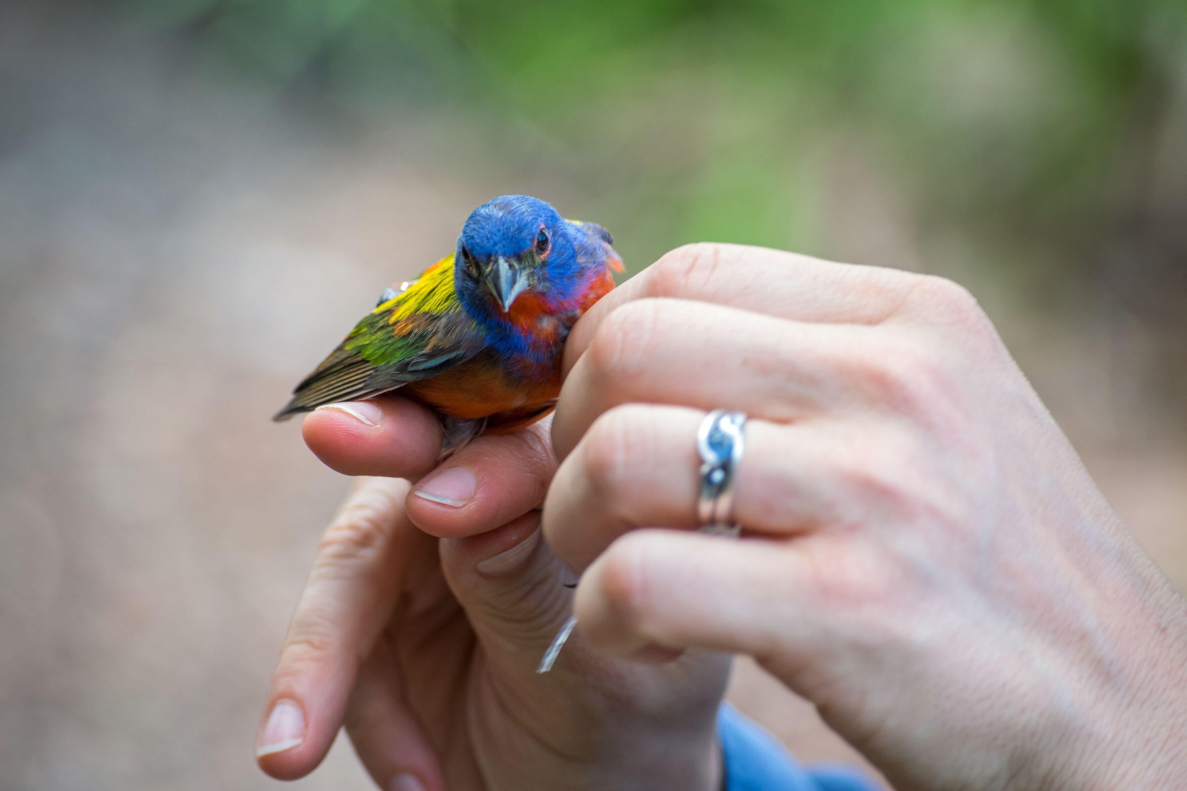 For All Their Splendor, We Still Know Little About Painted Bunting Migration Audubon