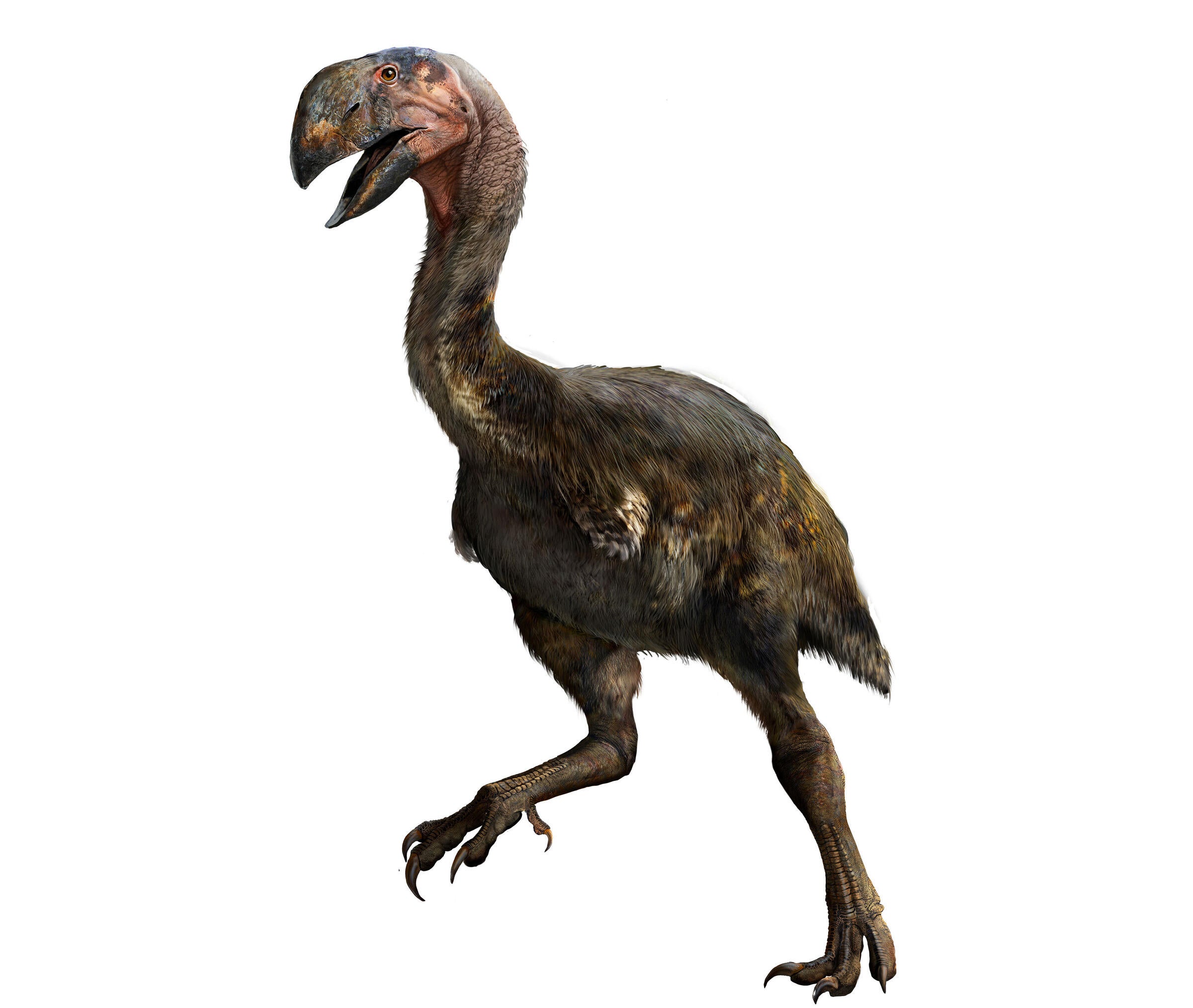 11 Terrifying Dinosaurs That Rocked Feathers Better Than Birds Audubon