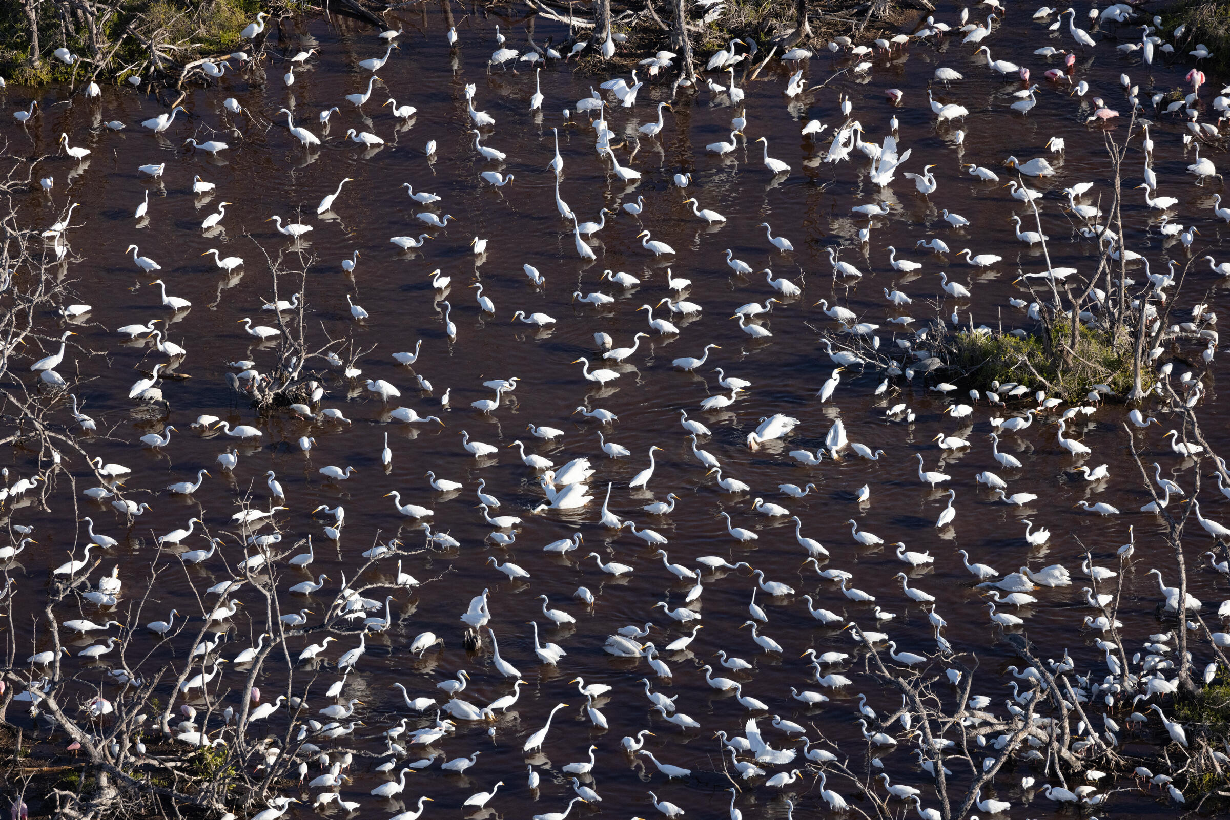 An aerial view of hundreds of wading birds foraging in a shallow bay in an Everglades wetland. 