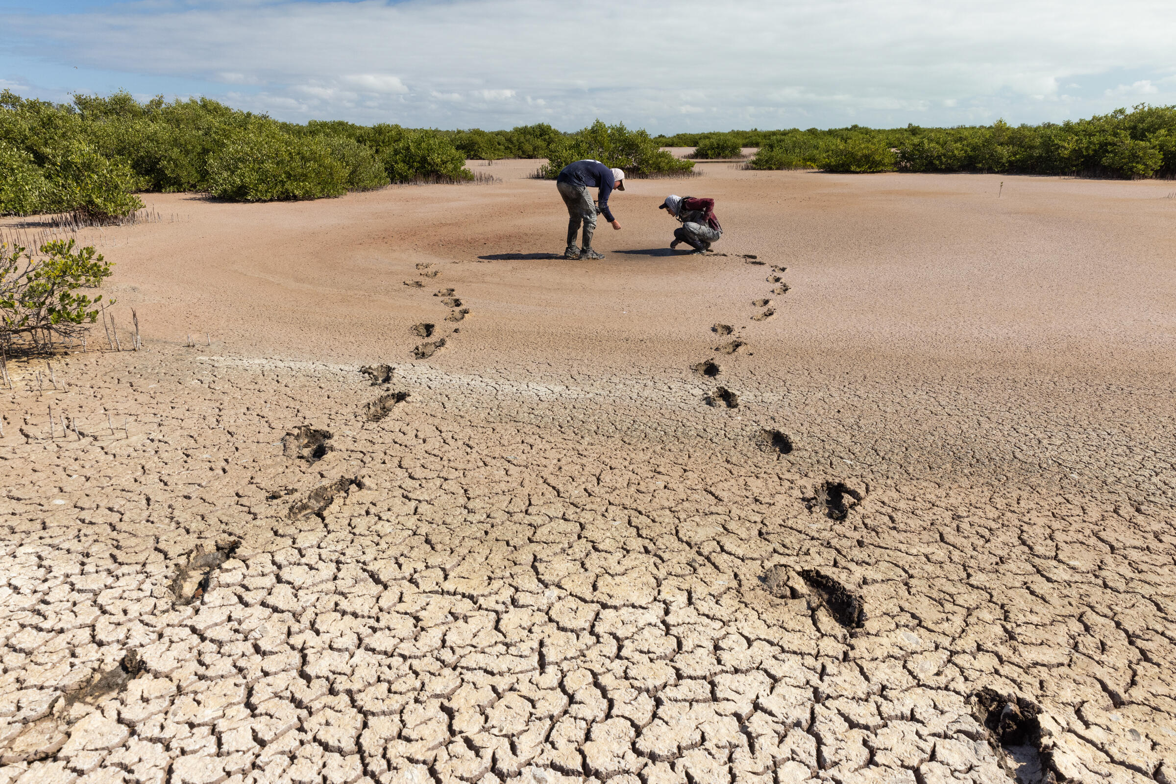 Footprints in a dried up pond lead to two scientists searching for clues of spoonbills. 