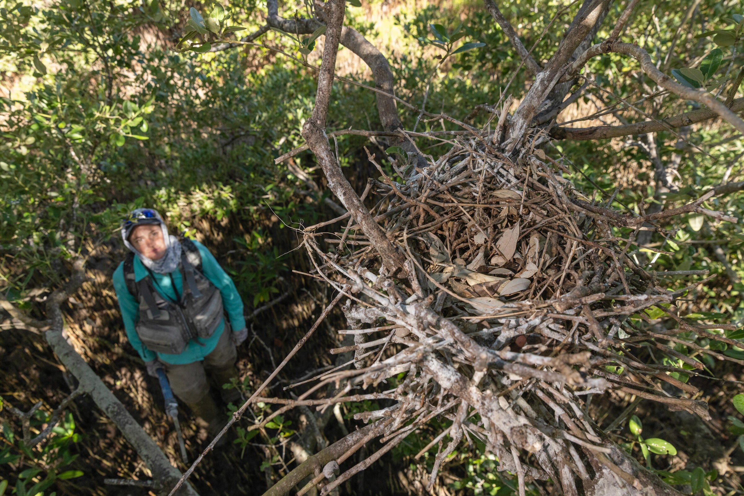 An abandoned nest is monitored by biologist Emily Johnson. 