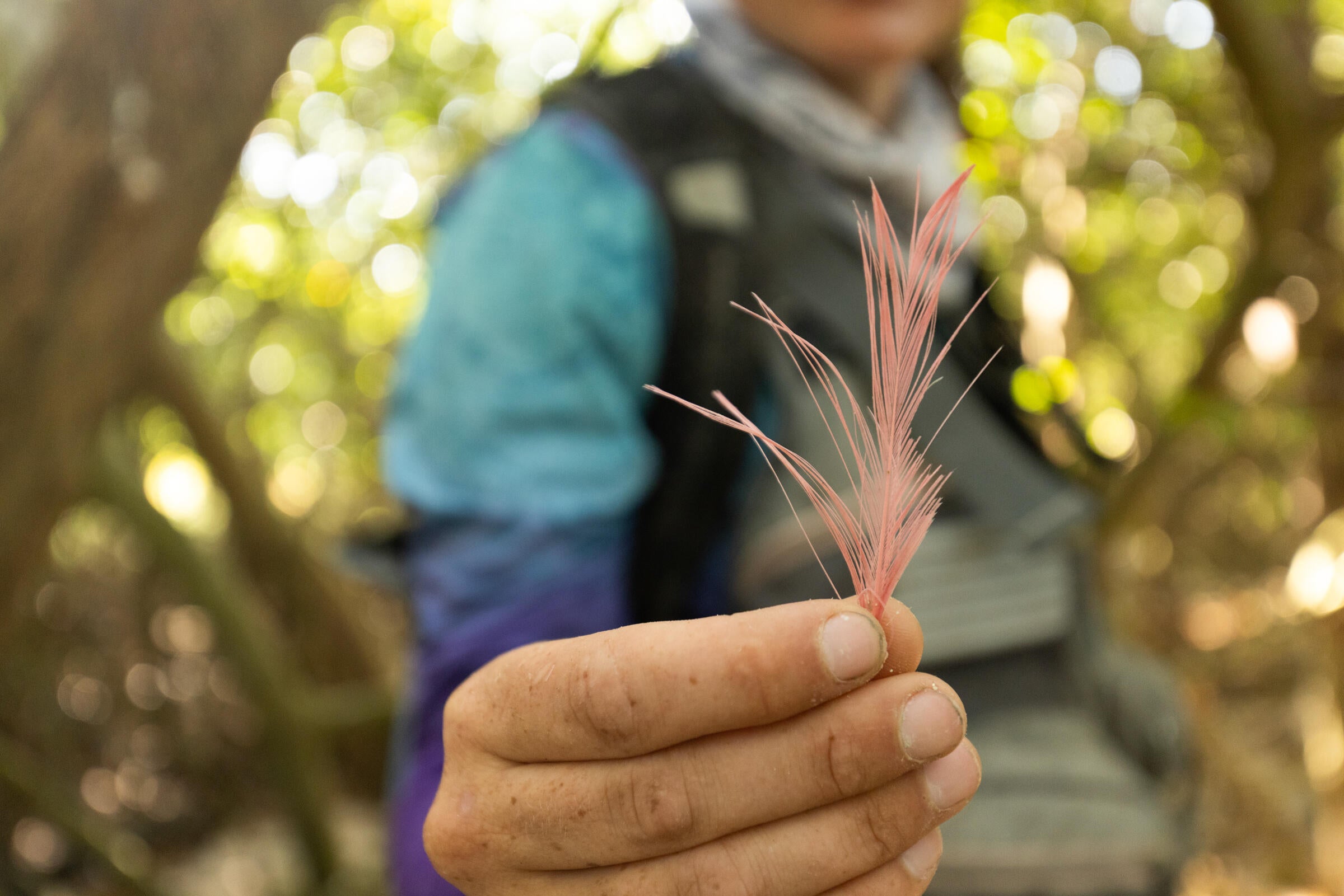 A close up of a pink spoonbill feather. 