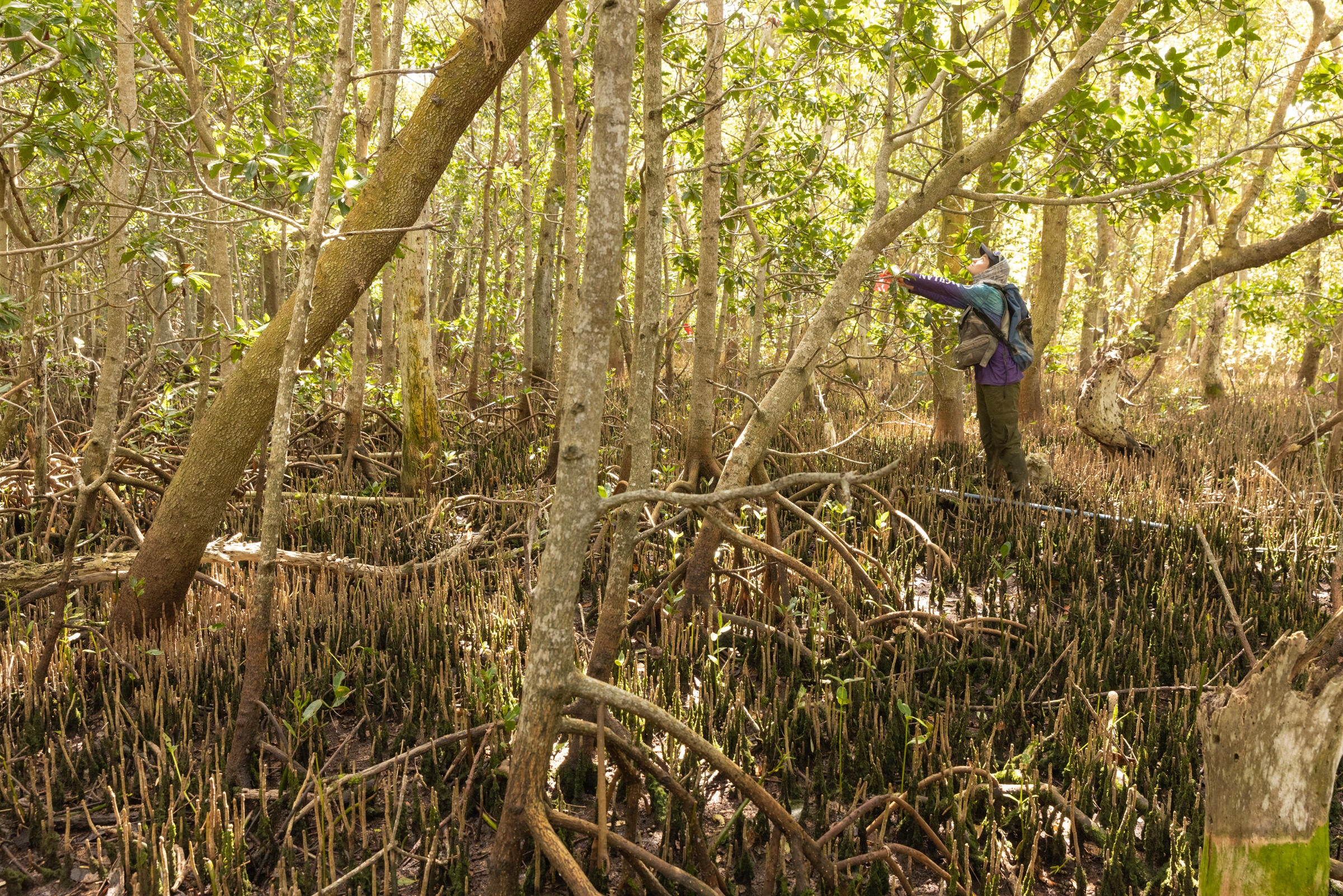 Dense mangroves surround scientist Emily Johnson as she secures an ID tag to a tree. 