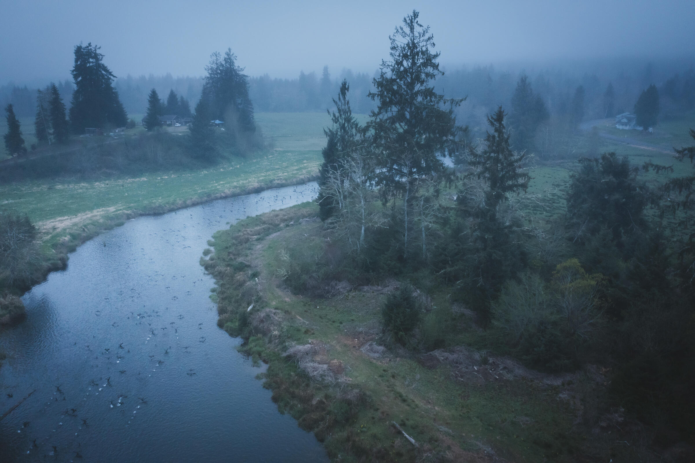 A Photographer Considers the Northwest’s Cormorant Quandary Audubon