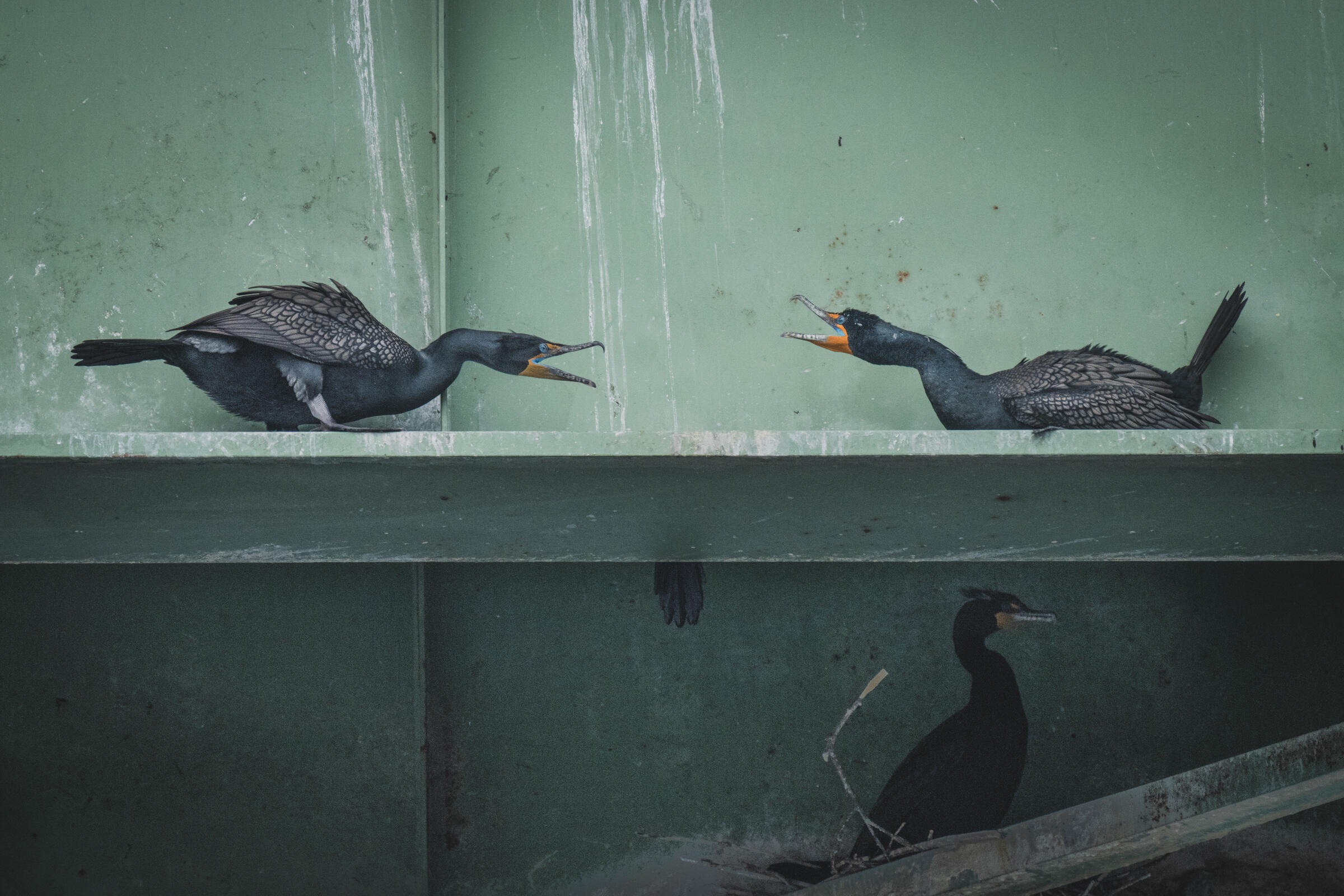 A Photographer Considers the Northwest’s Cormorant Quandary Audubon