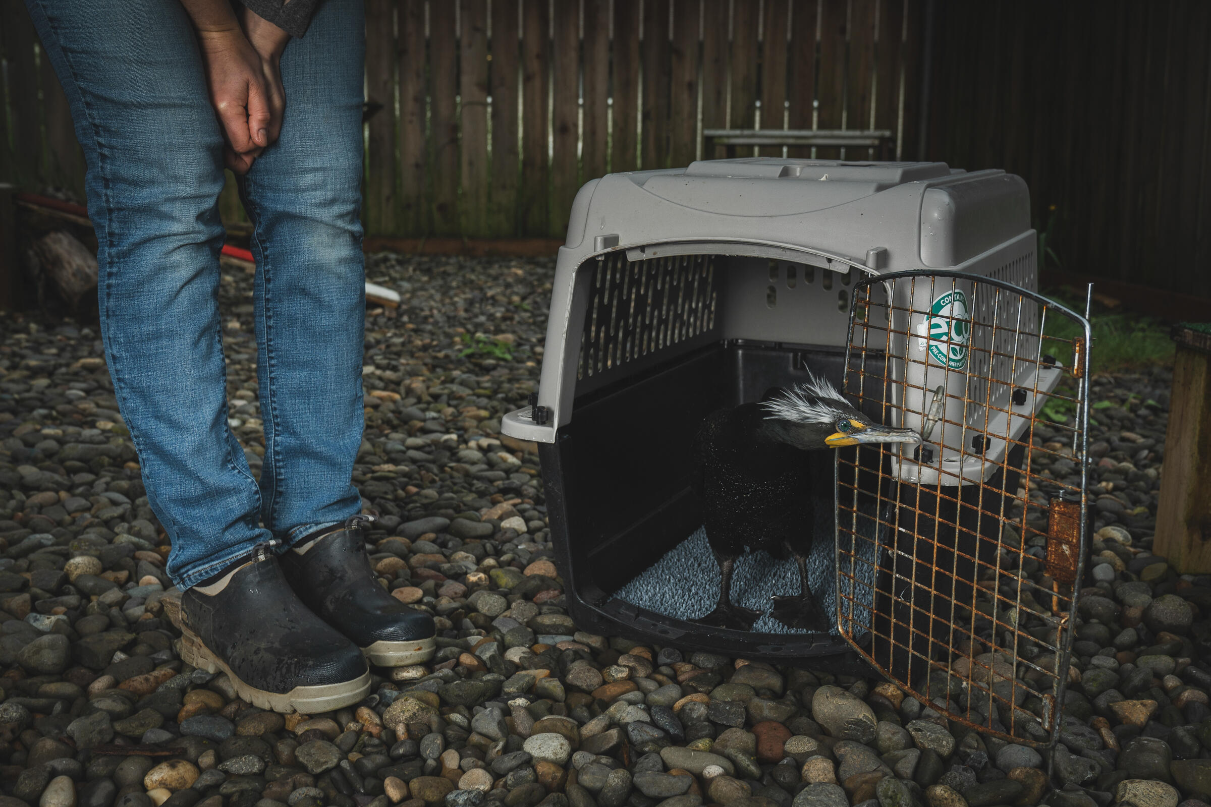 A Photographer Considers the Northwest’s Cormorant Quandary Audubon