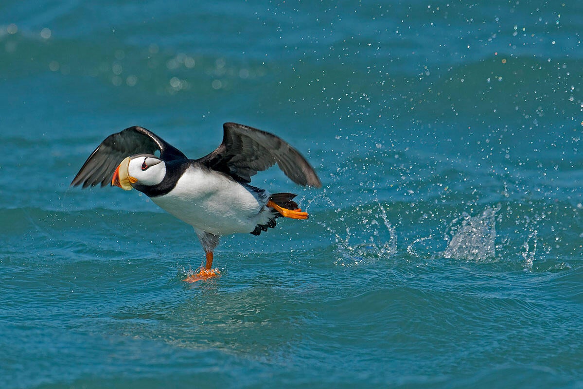 Horned Puffin/Professional Category. Aaron Baggenstos/Audubon Photography Awards