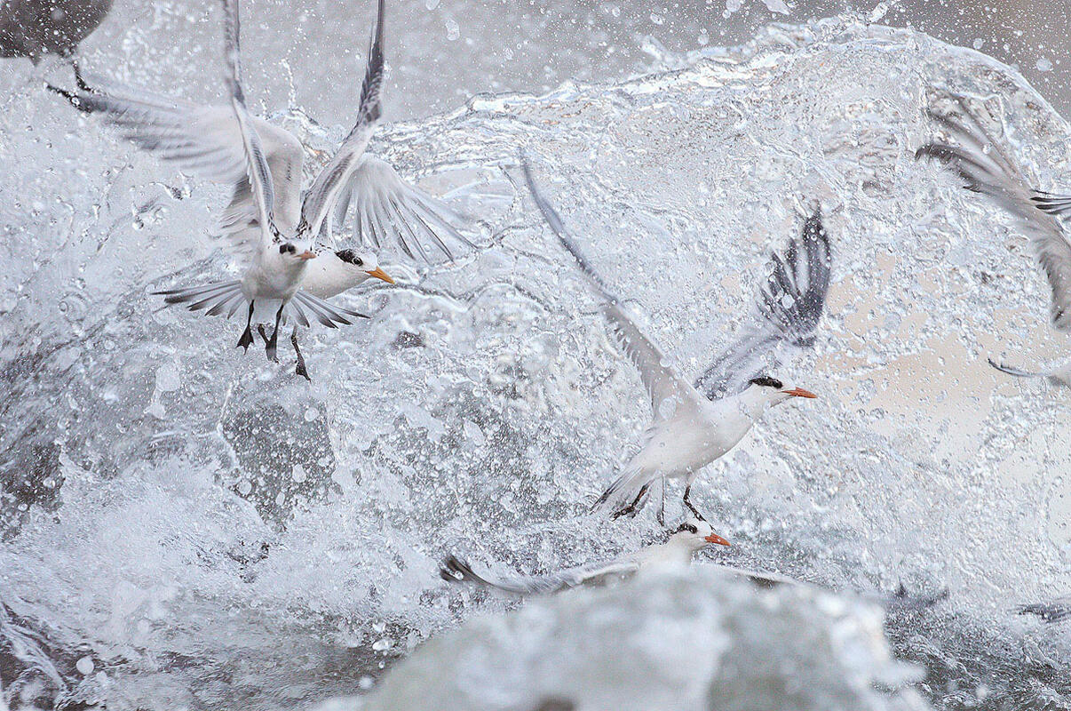 Elegant Tern/Amateur Category. Aidan Briggs/Audubon Photography Awards