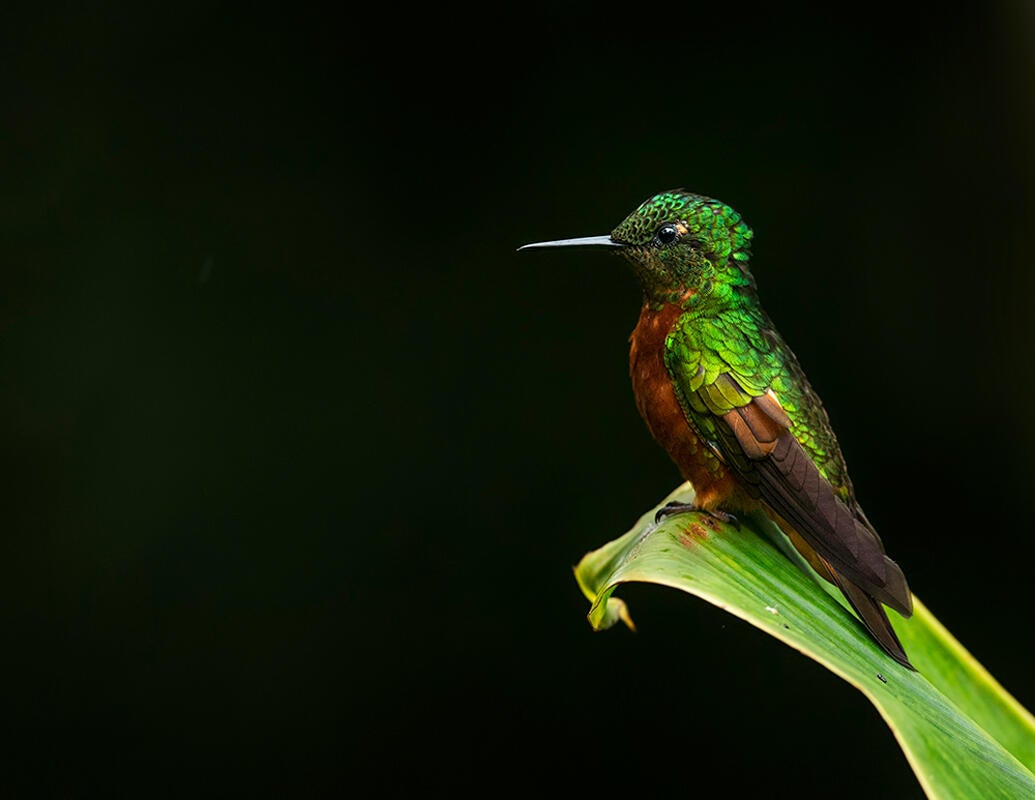 Chestnut-breasted Coronet/Amateur Category. Amy Marques/Audubon Photography Awards