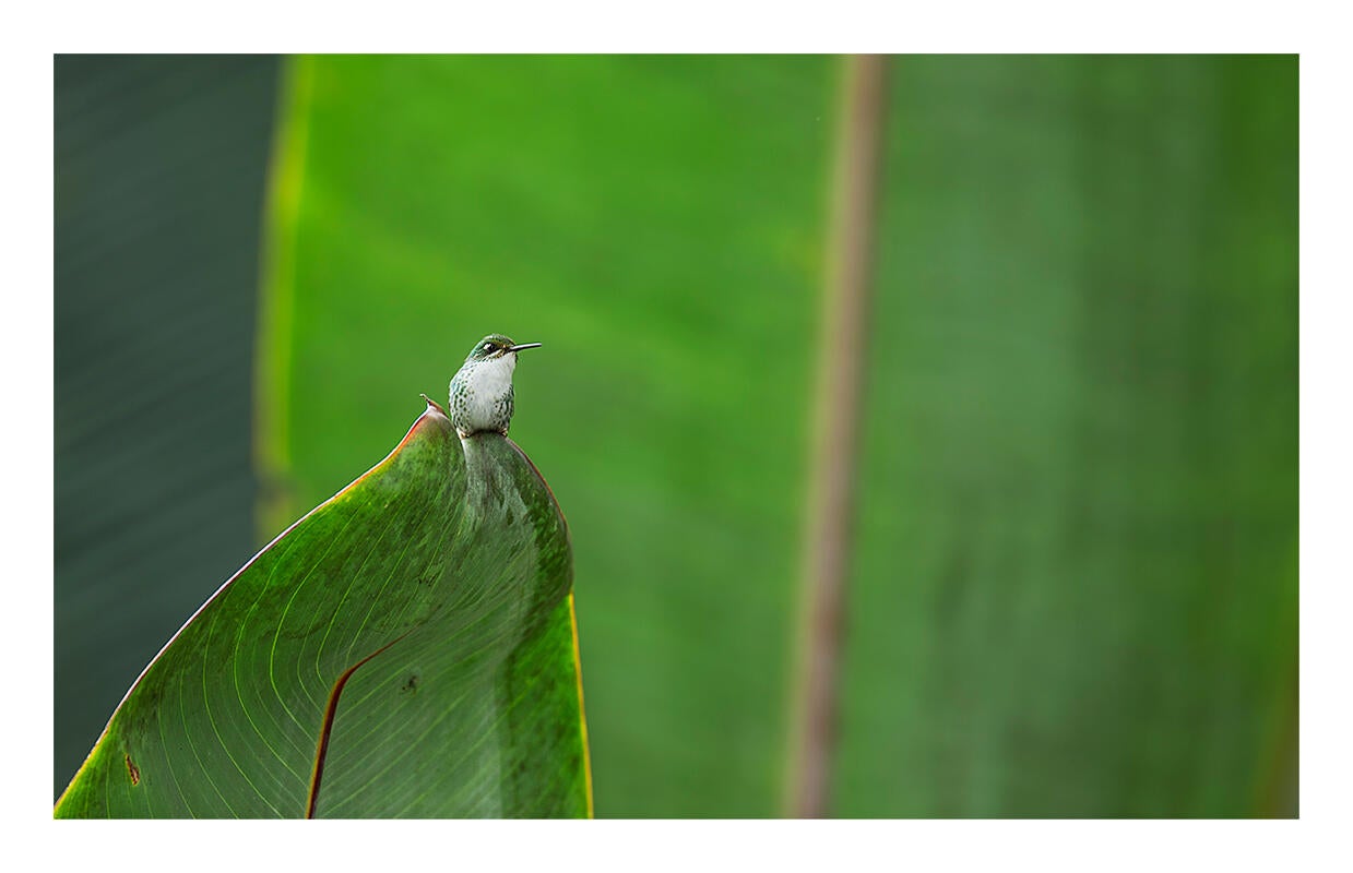 Booted Racket-tail/Amateur Category. Amy Marques/Audubon Photography Awards, Professional Category