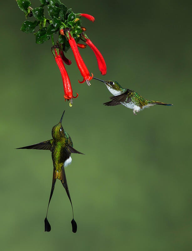 Booted Racket-tail/Amateur Category. Amy Marques/Audubon Photography Awards