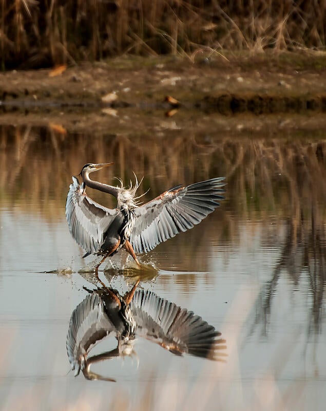 Great Blue Heron/Amateur Category. Andrea Poland/Audubon Photography Awards